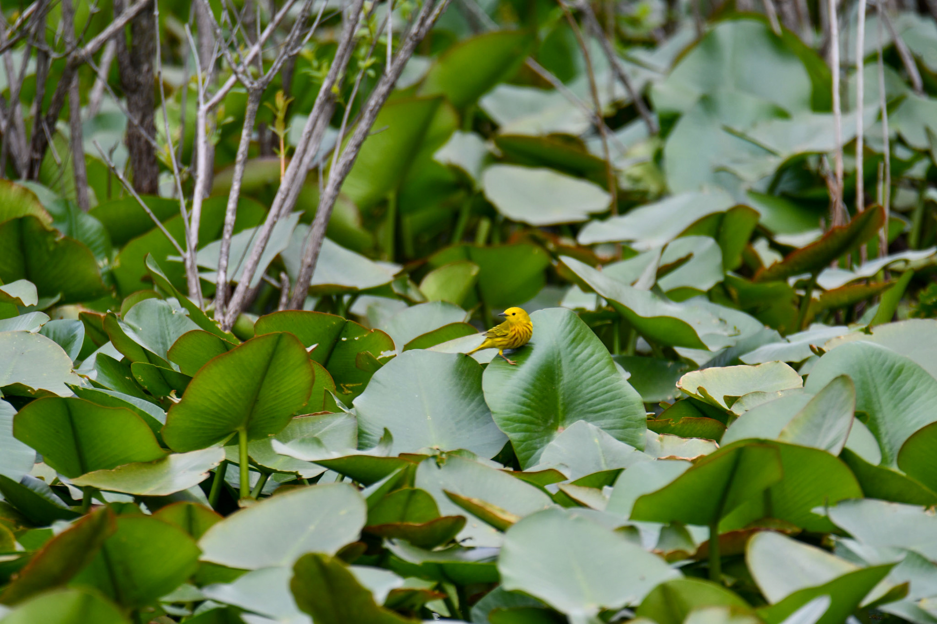 Yellow Warbler