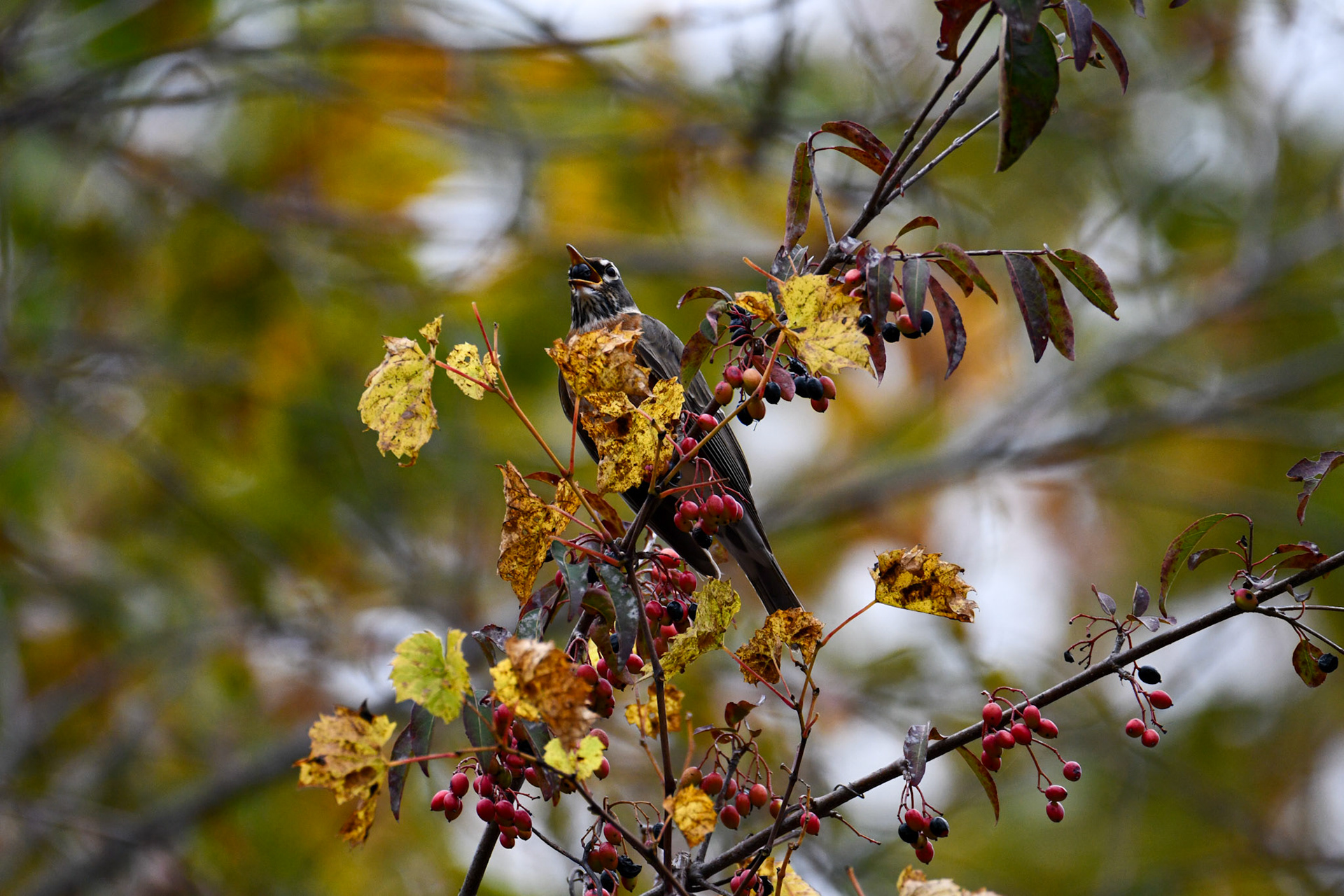 American Robin