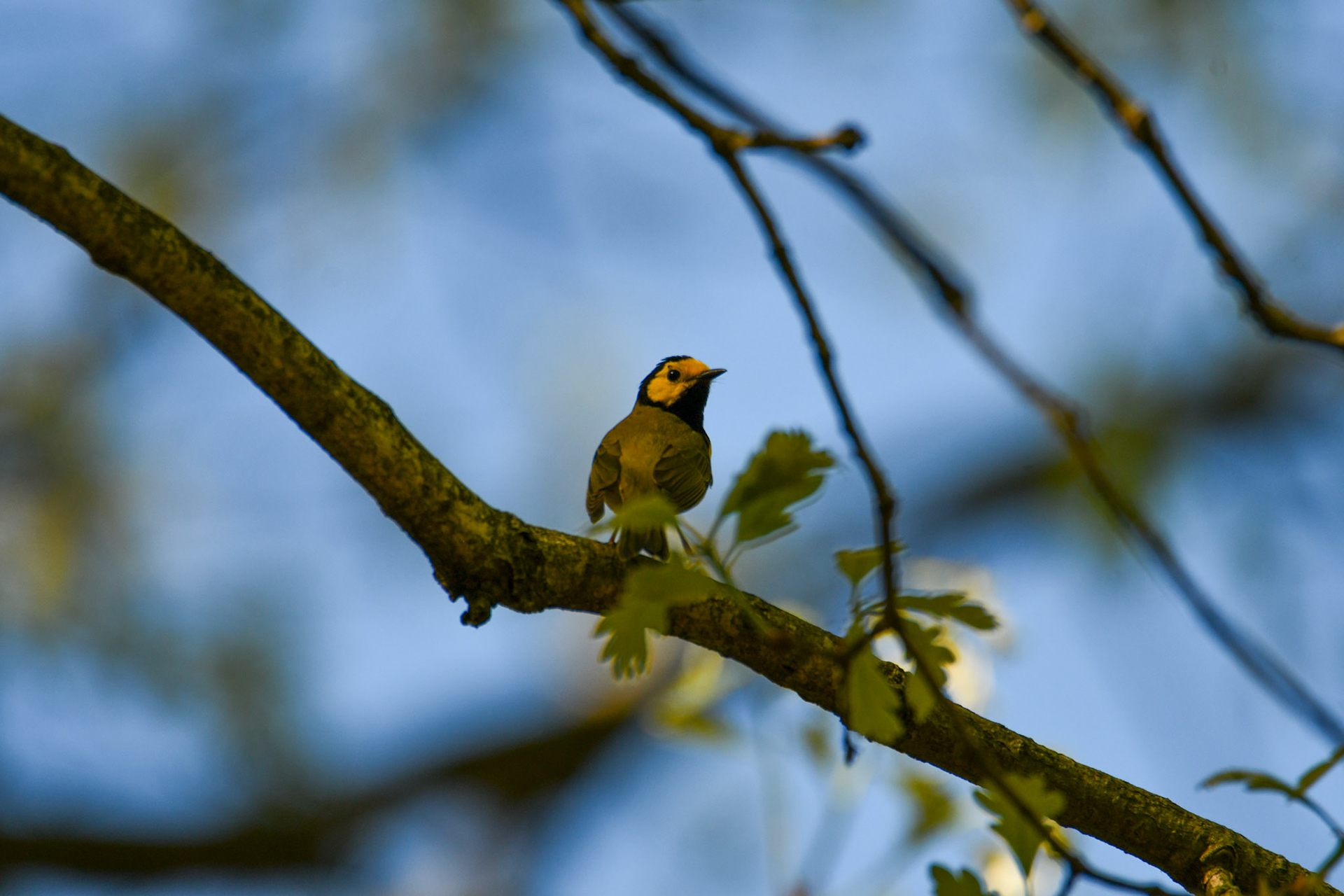 Hooded Warbler