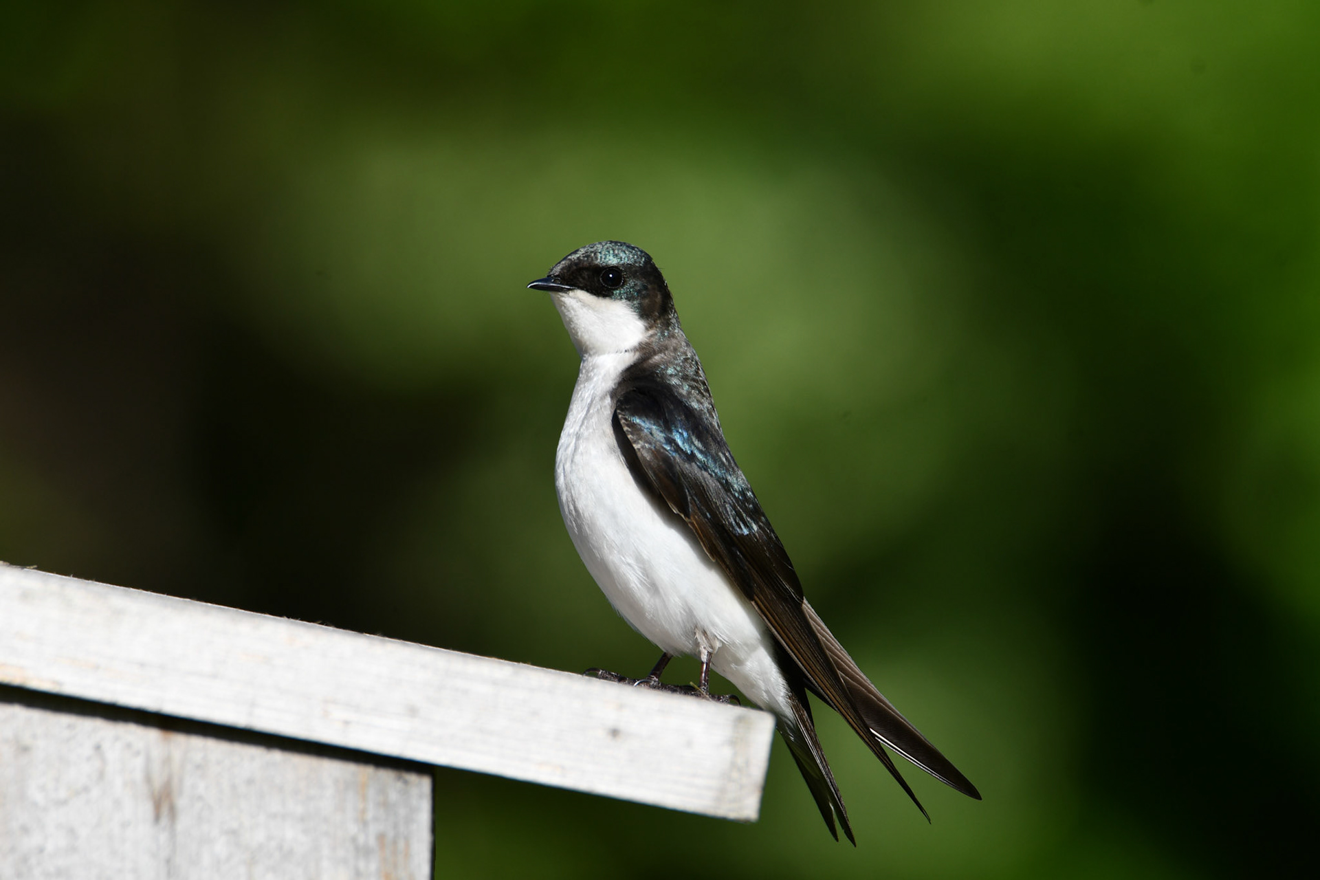 Tree swallow