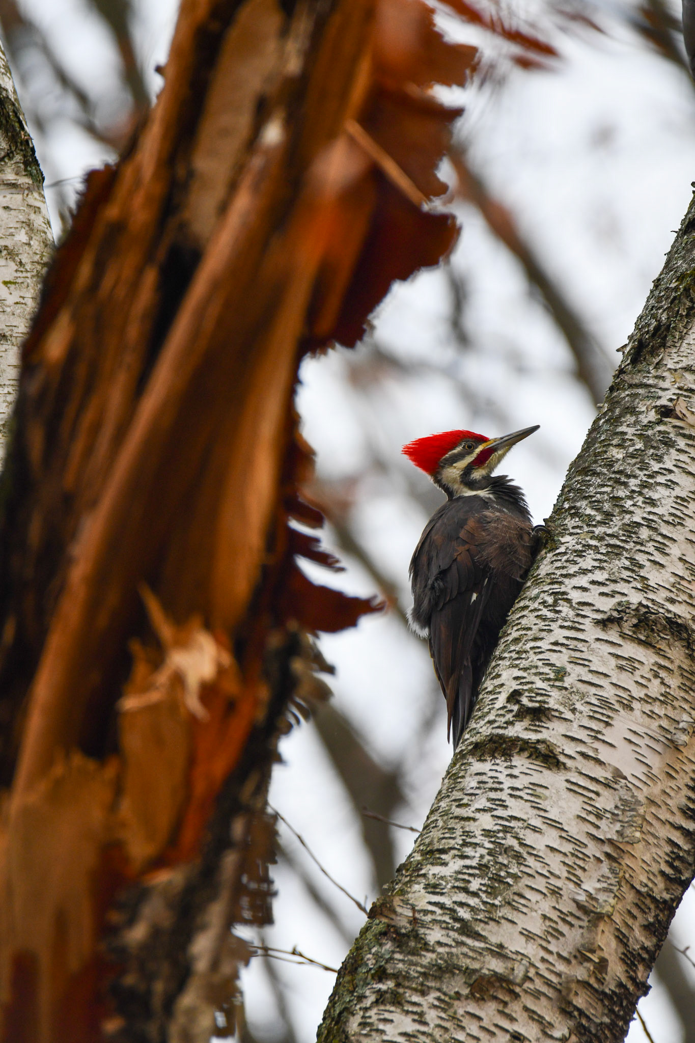 Pileated Woodpecker