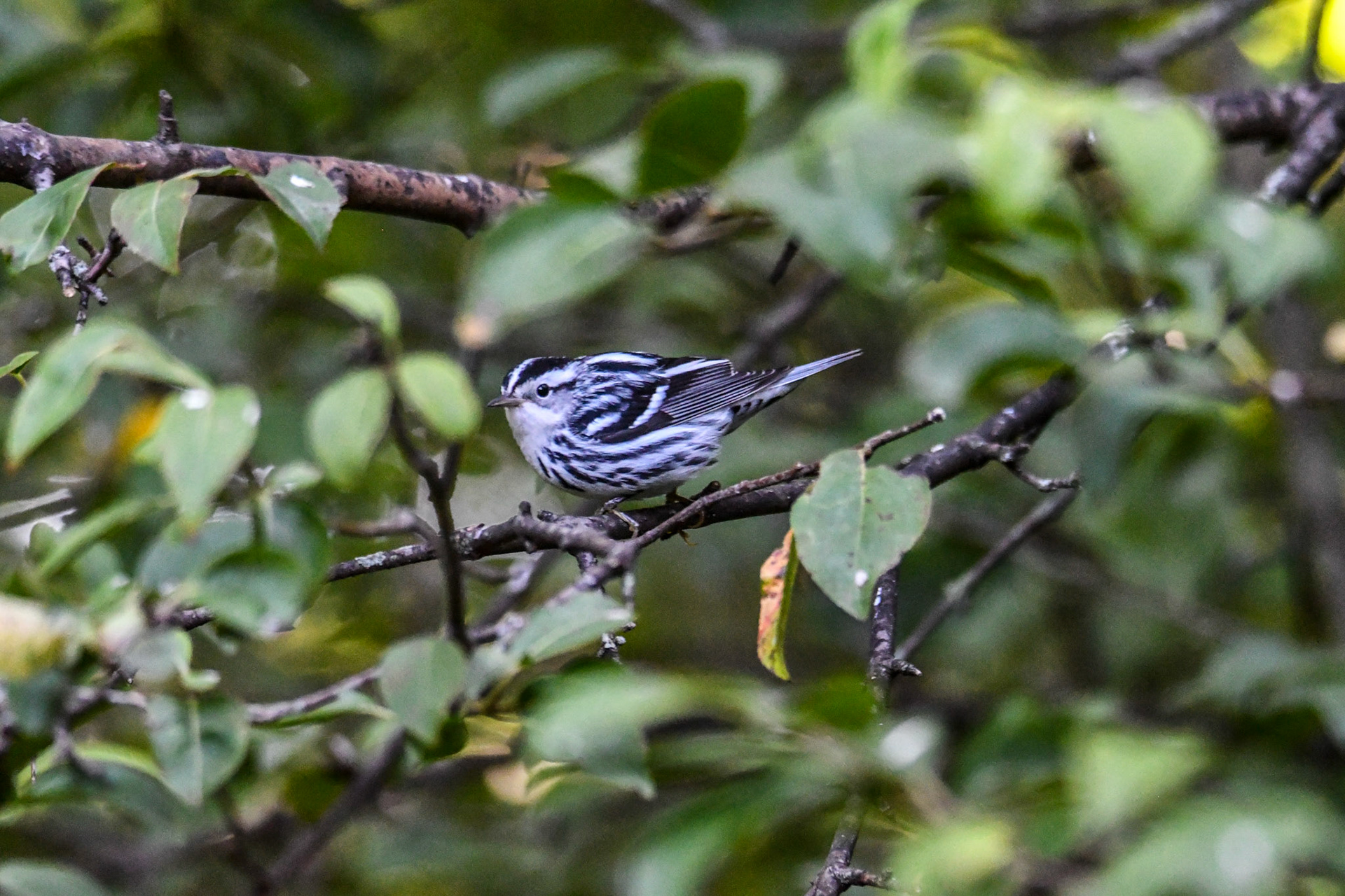 Black and White Warbler