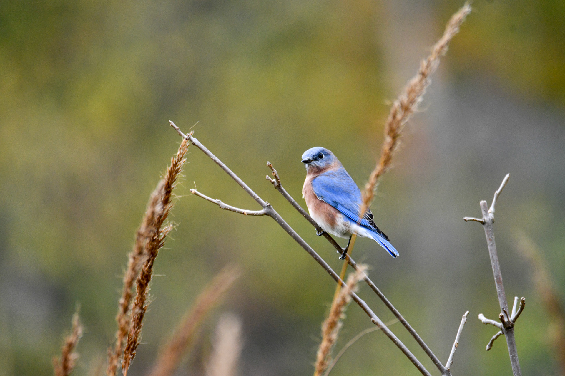 Eastern Bluebird