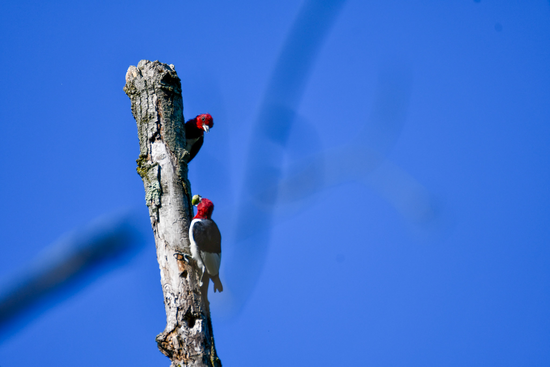 Red Headed Woodpecker