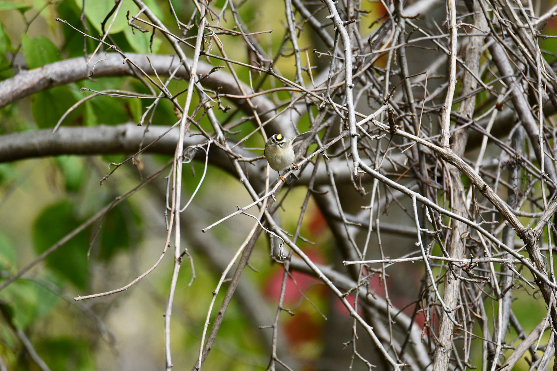 Golden Crowned Kinglet
