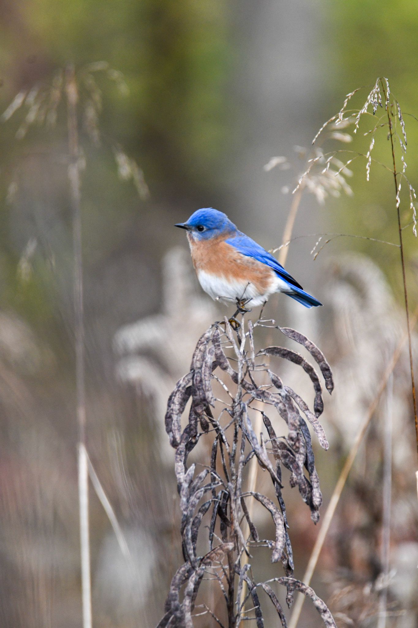 Eastern Bluebird