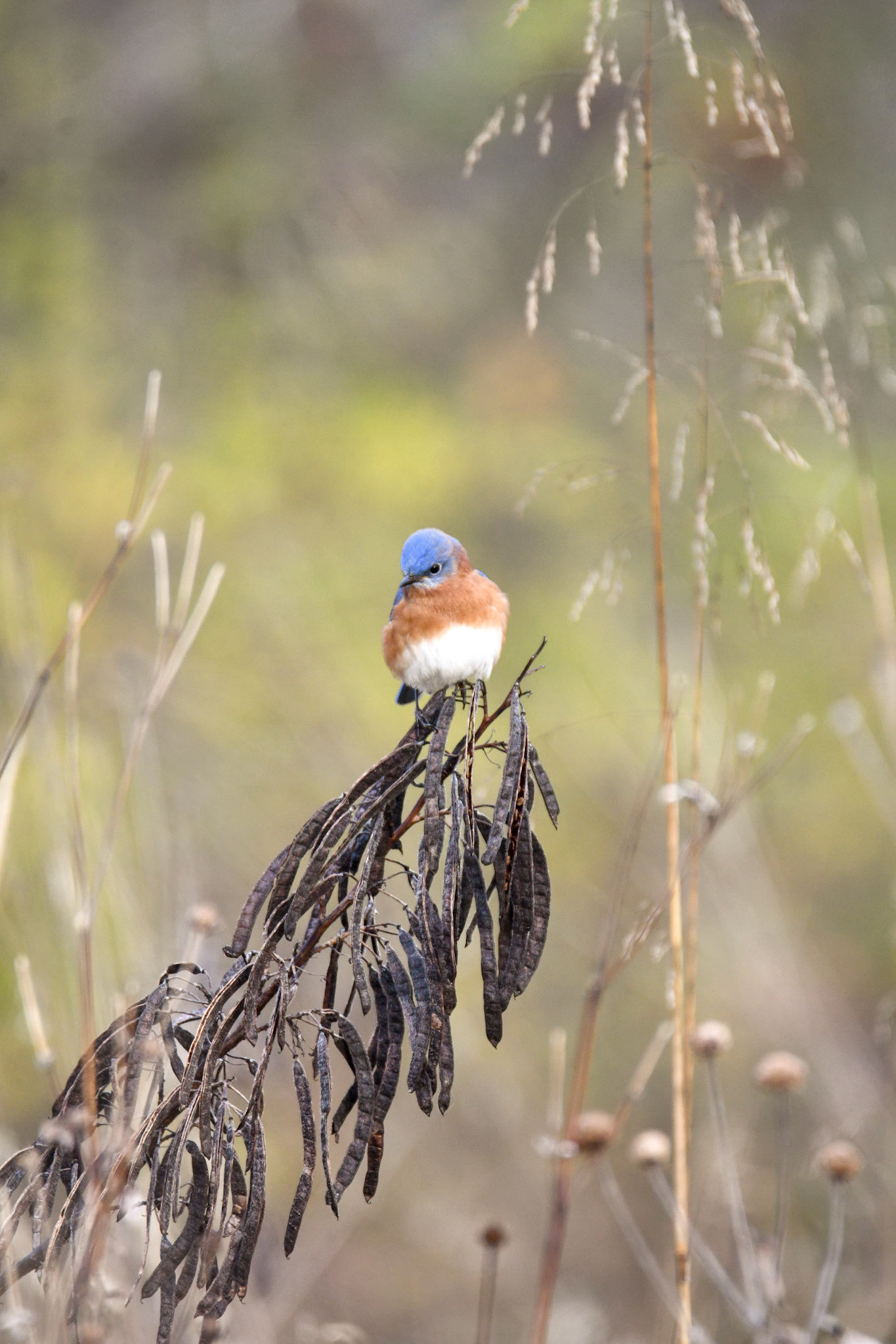Eastern Bluebird