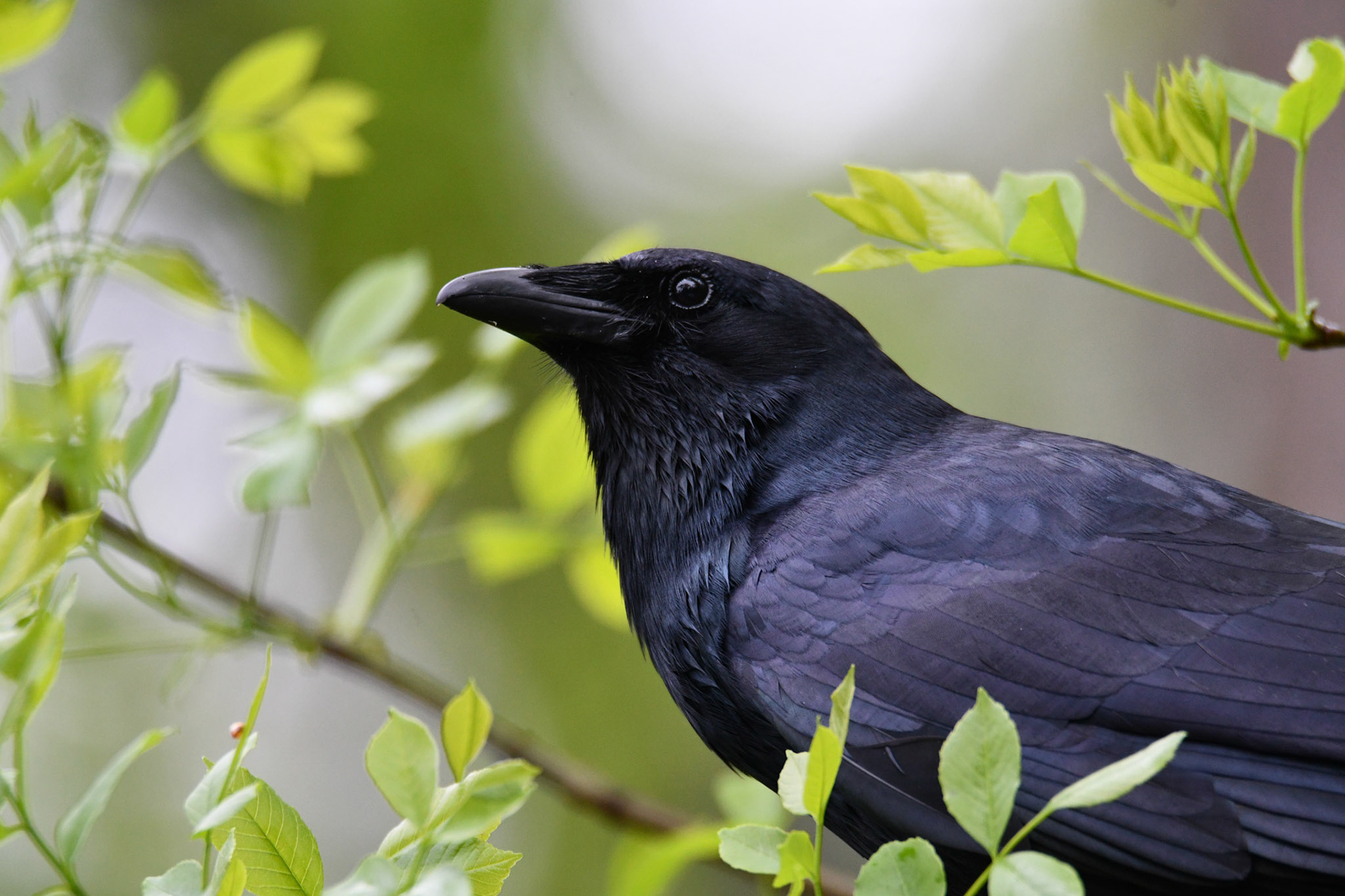 American Crow