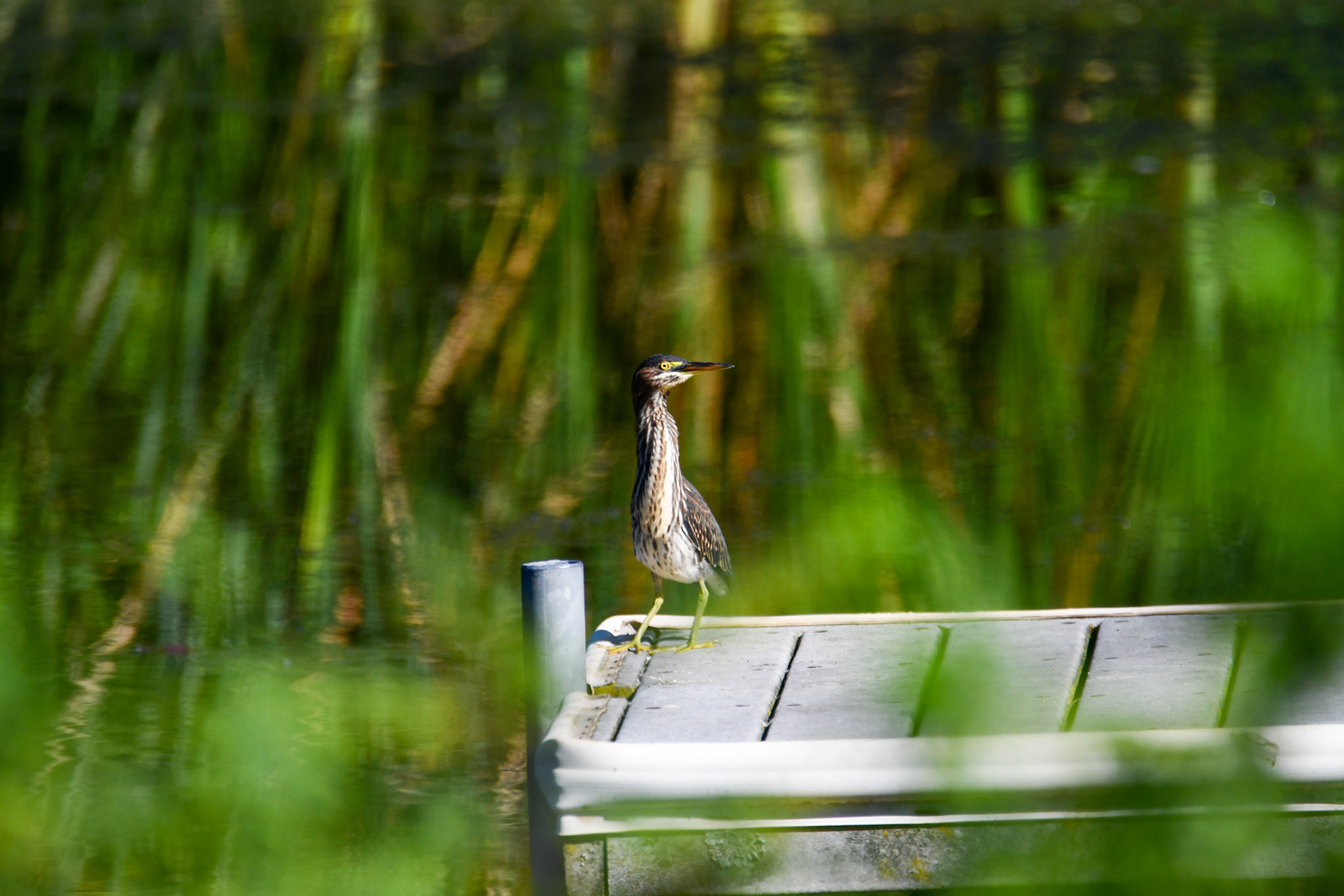 Green Heron