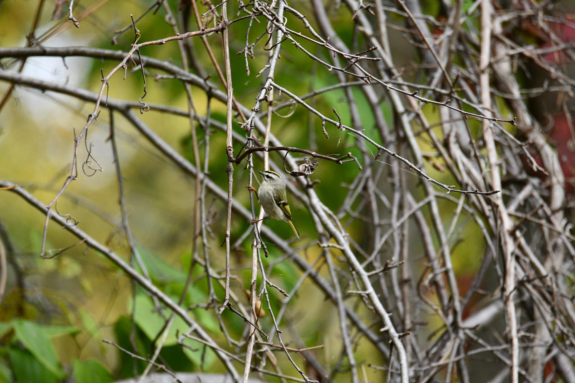 Golden Crowned Kinglet