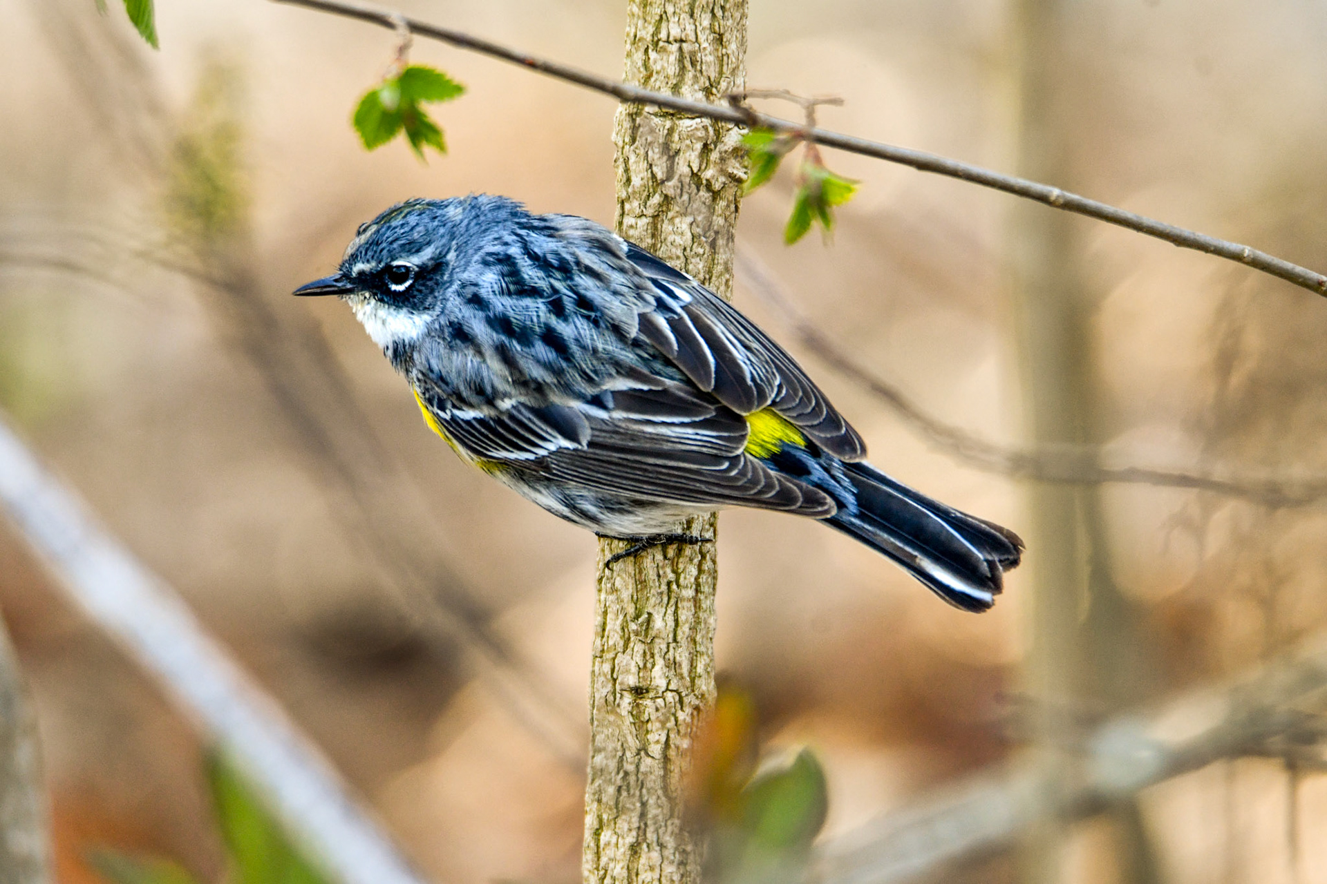 Yellow Rumped Warbler