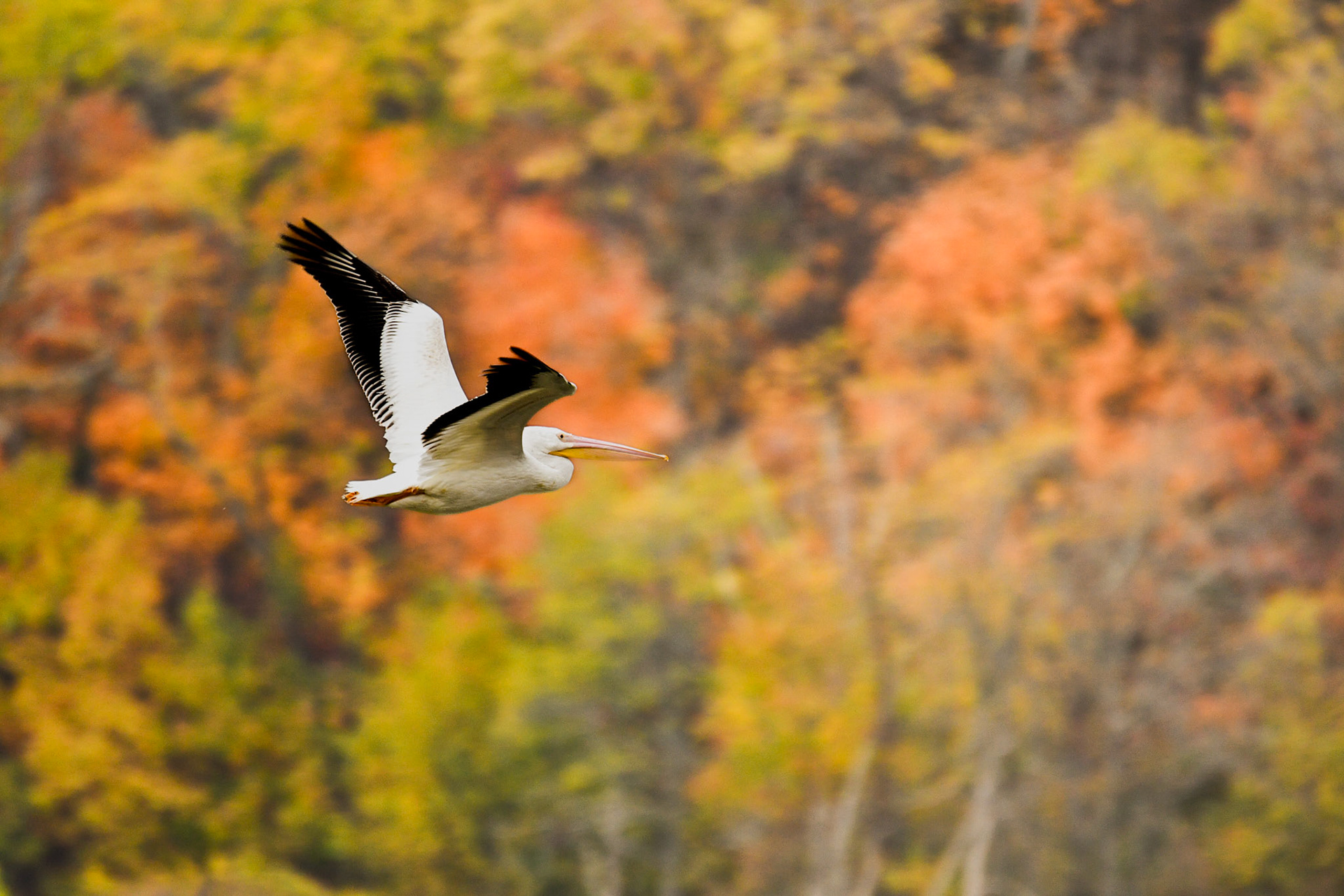 American White Pelican