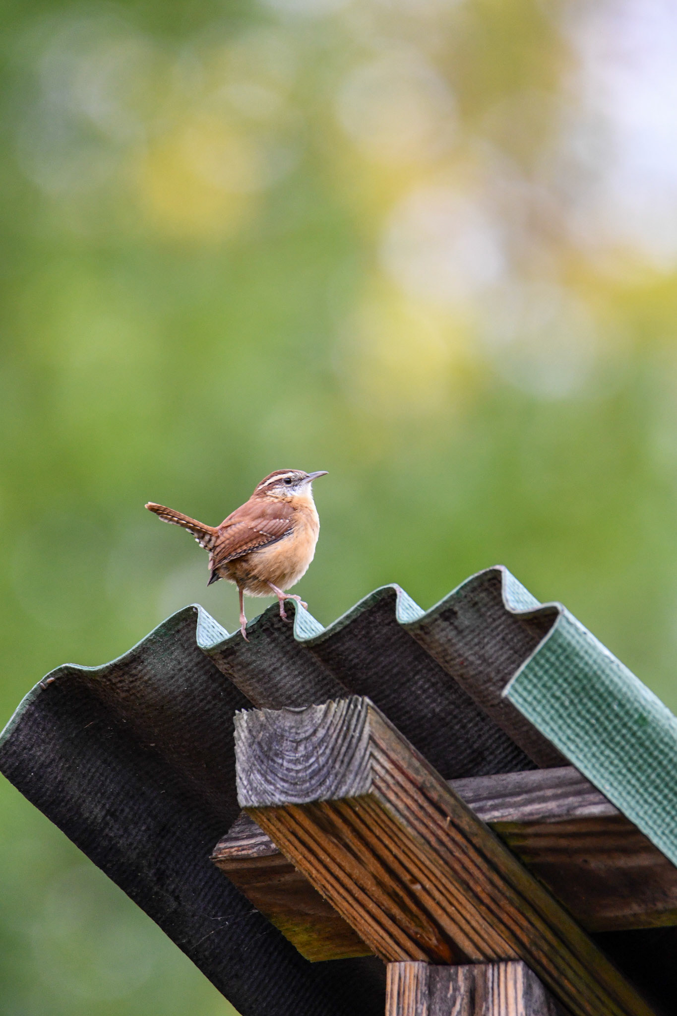Carolina Wren