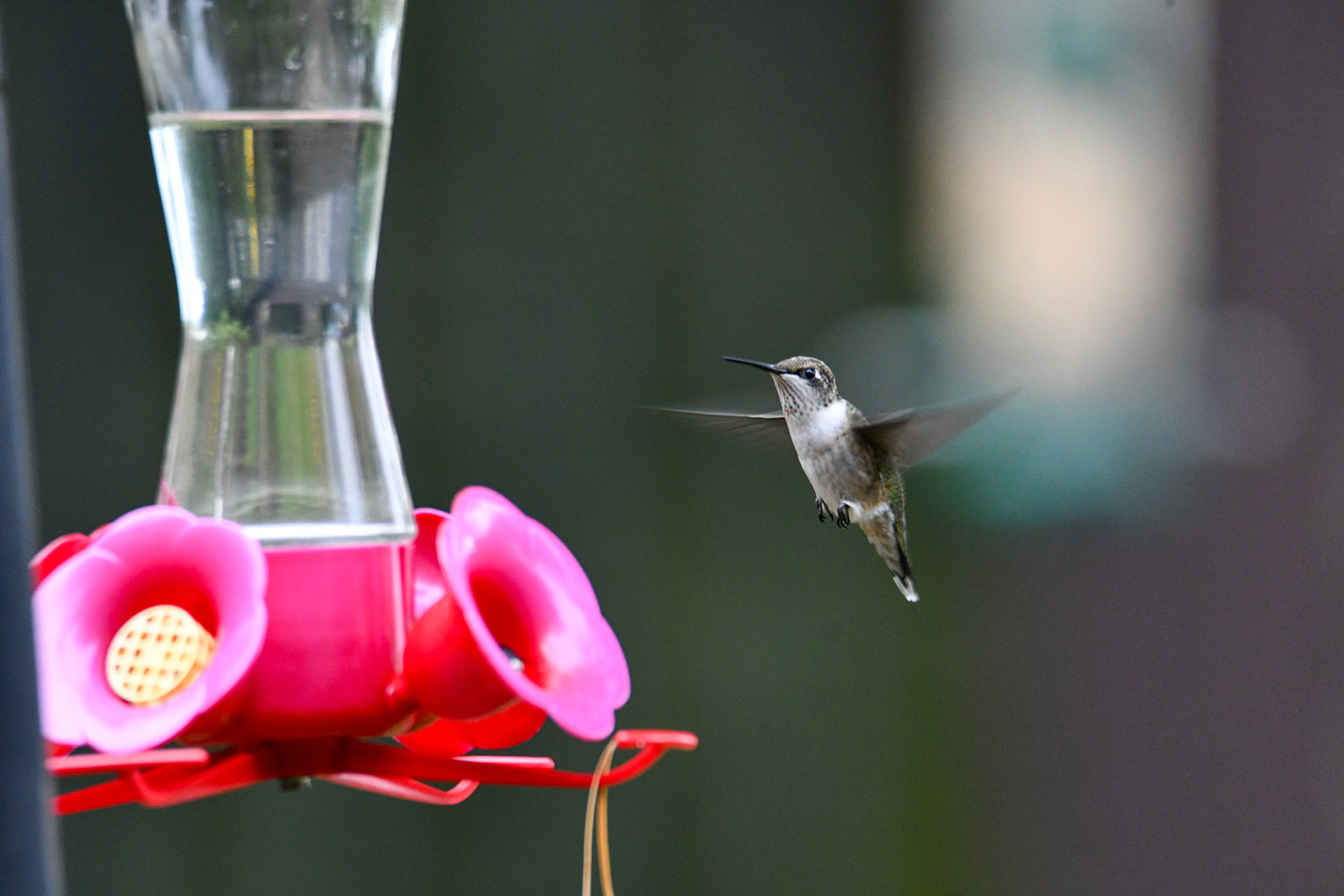 Ruby Throated Hummingbird