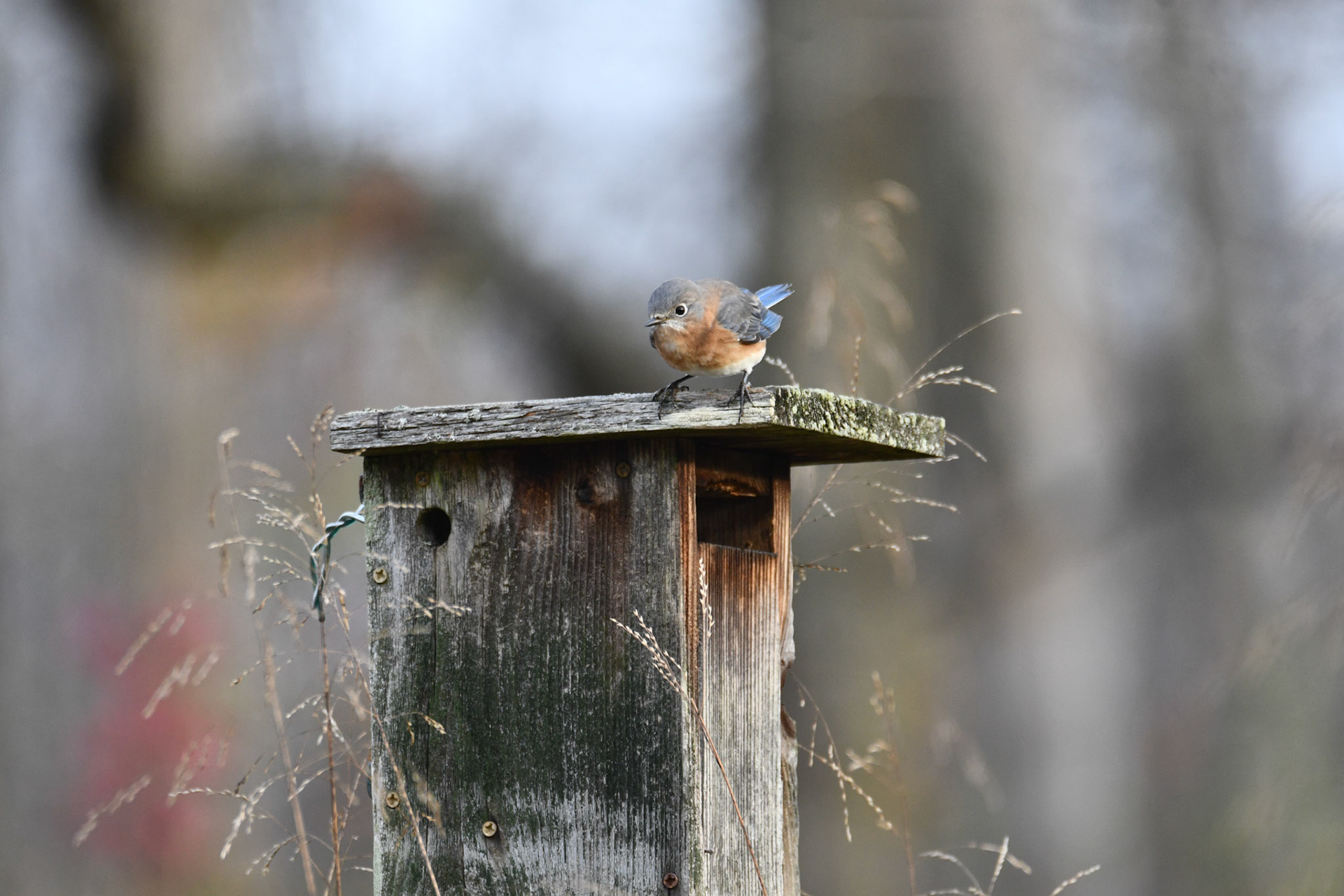 Eastern Bluebird