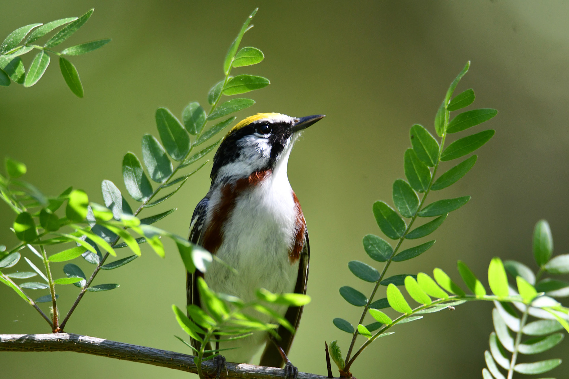 Chesnut Sided Warbler