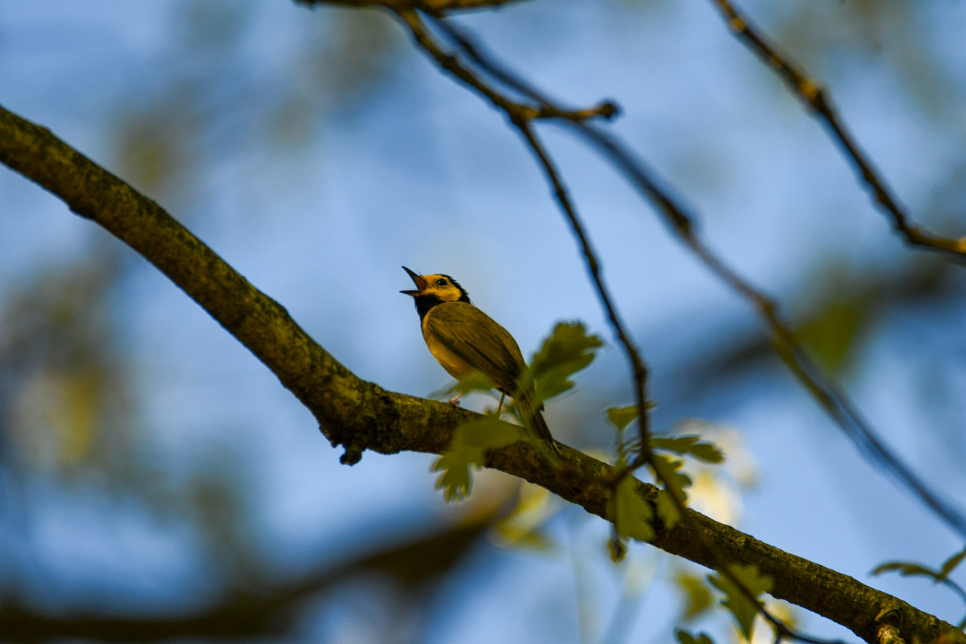 Hooded Warbler