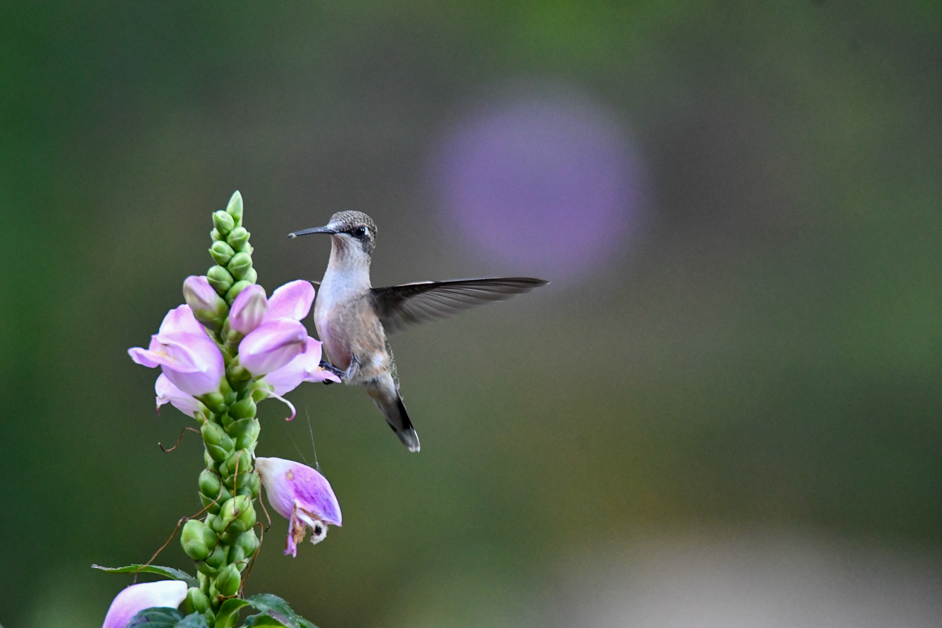 Ruby Throated Hummingbird