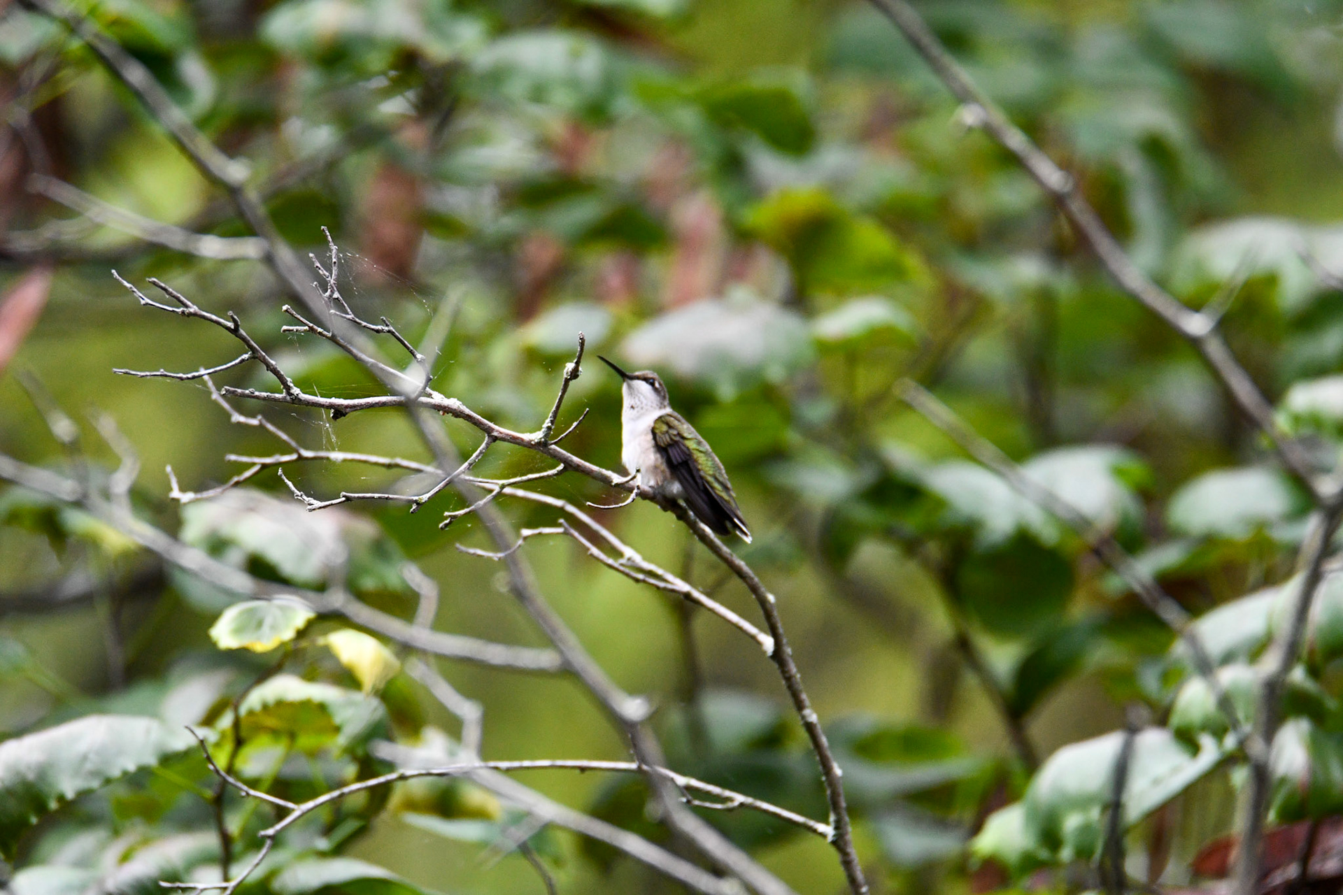 Ruby Throated Hummingbird