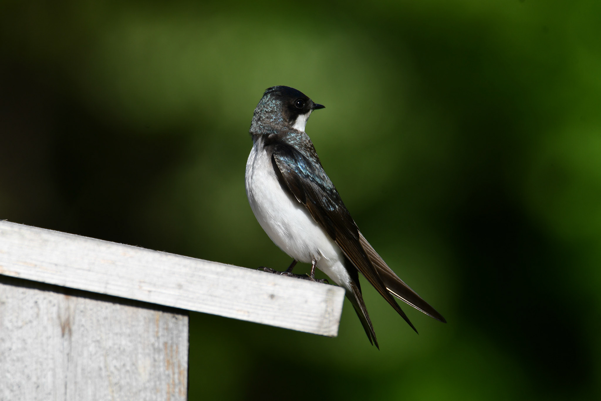Tree Swallow