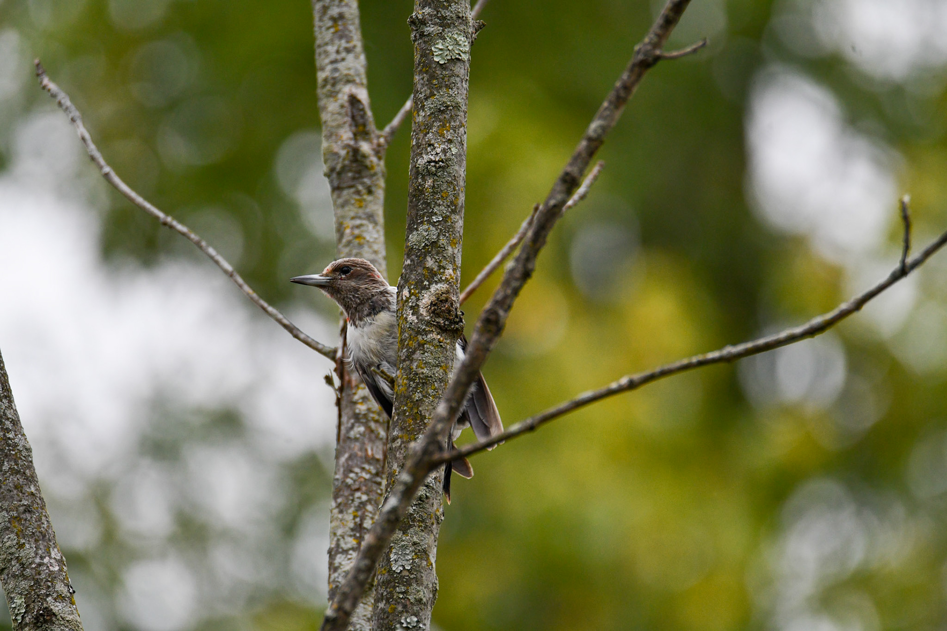 Red Headed Woodpecker