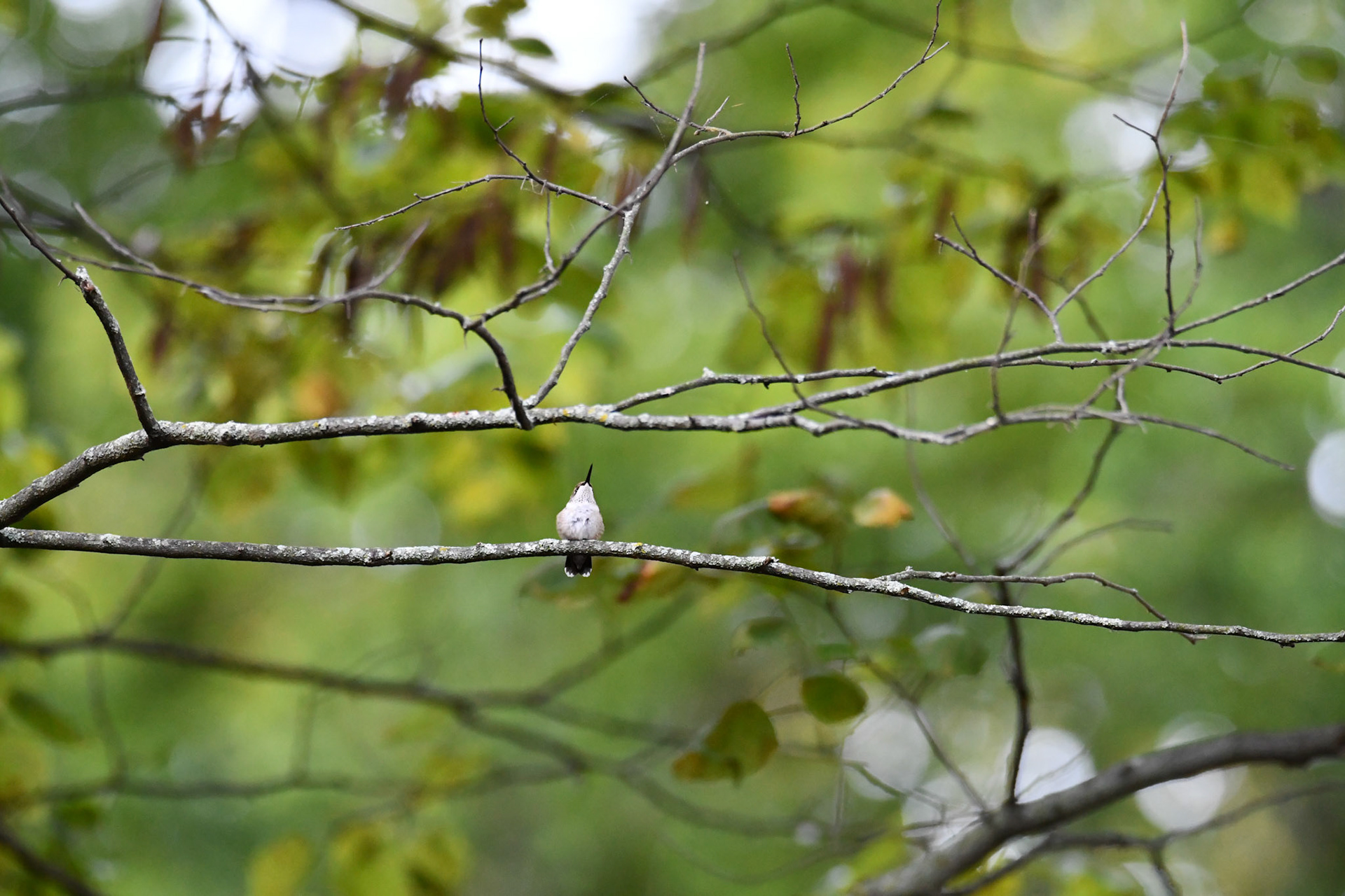 Ruby Throated Hummingbird