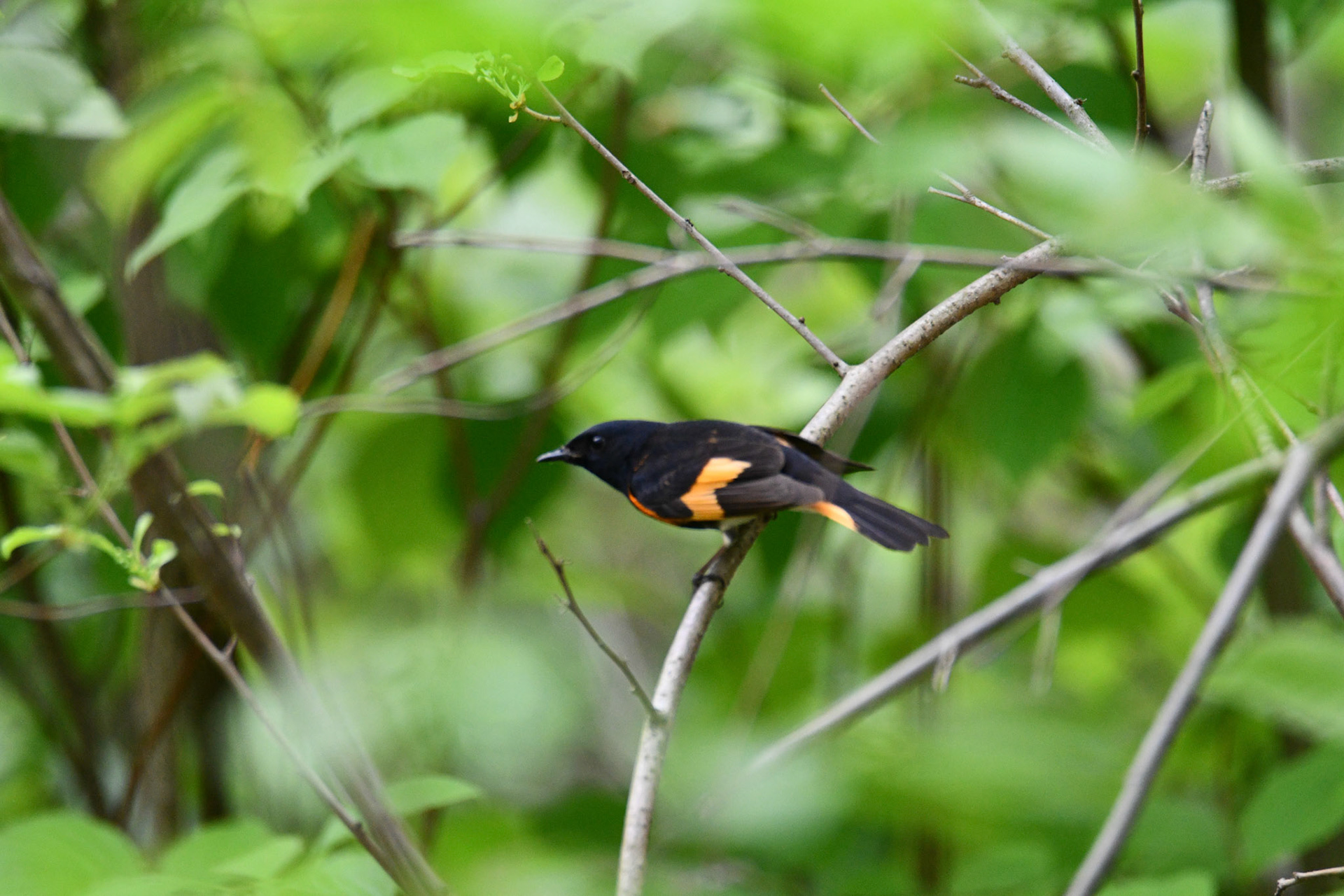 American Redstart