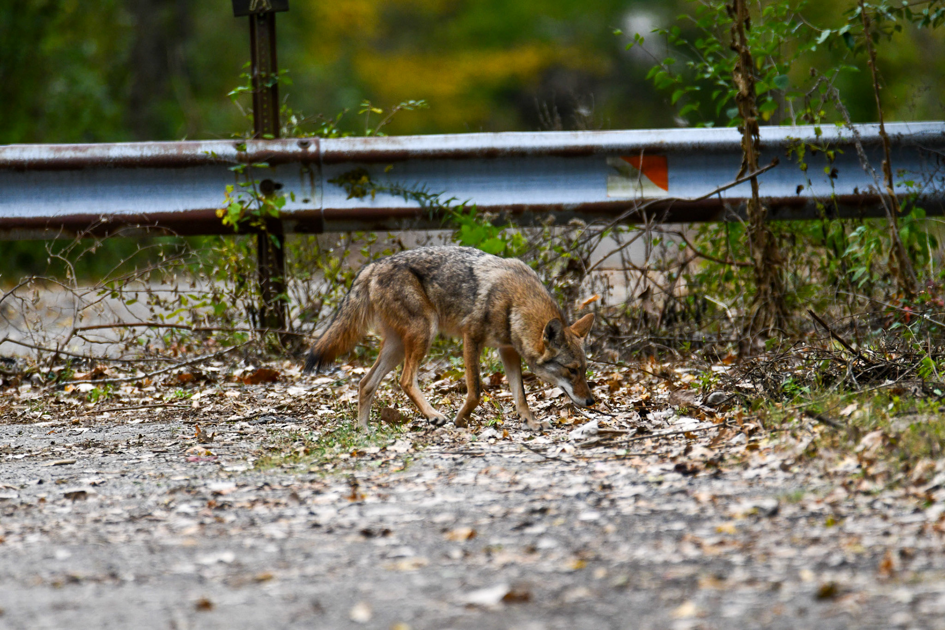 Coyote