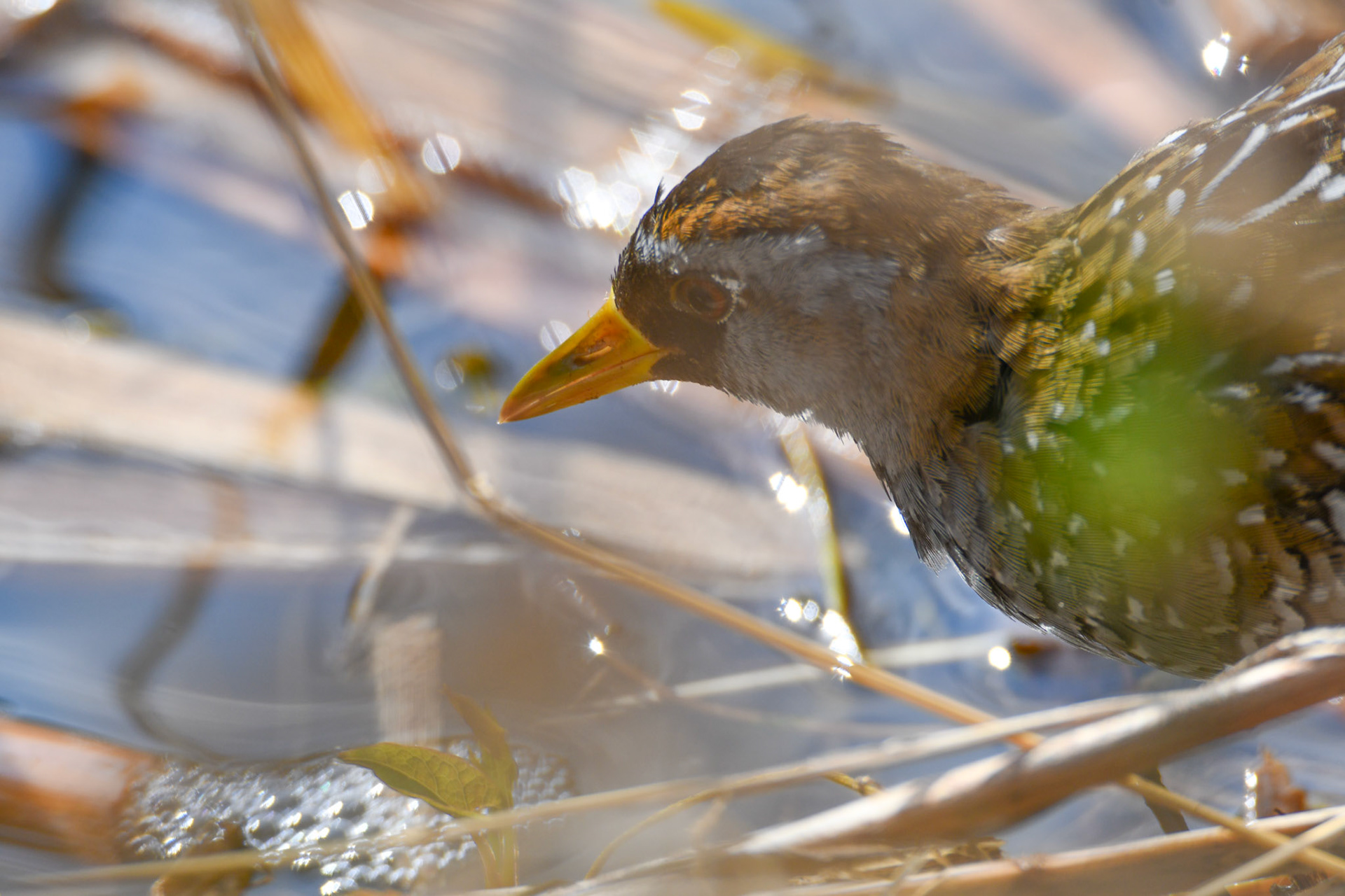 Sora Rail
