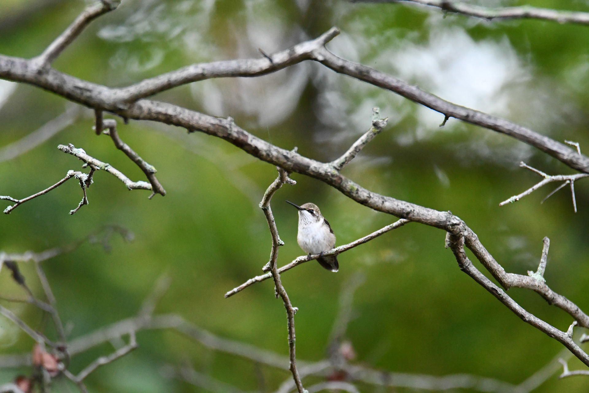 Ruby Throated Hummingbird (Humming bird Delta)