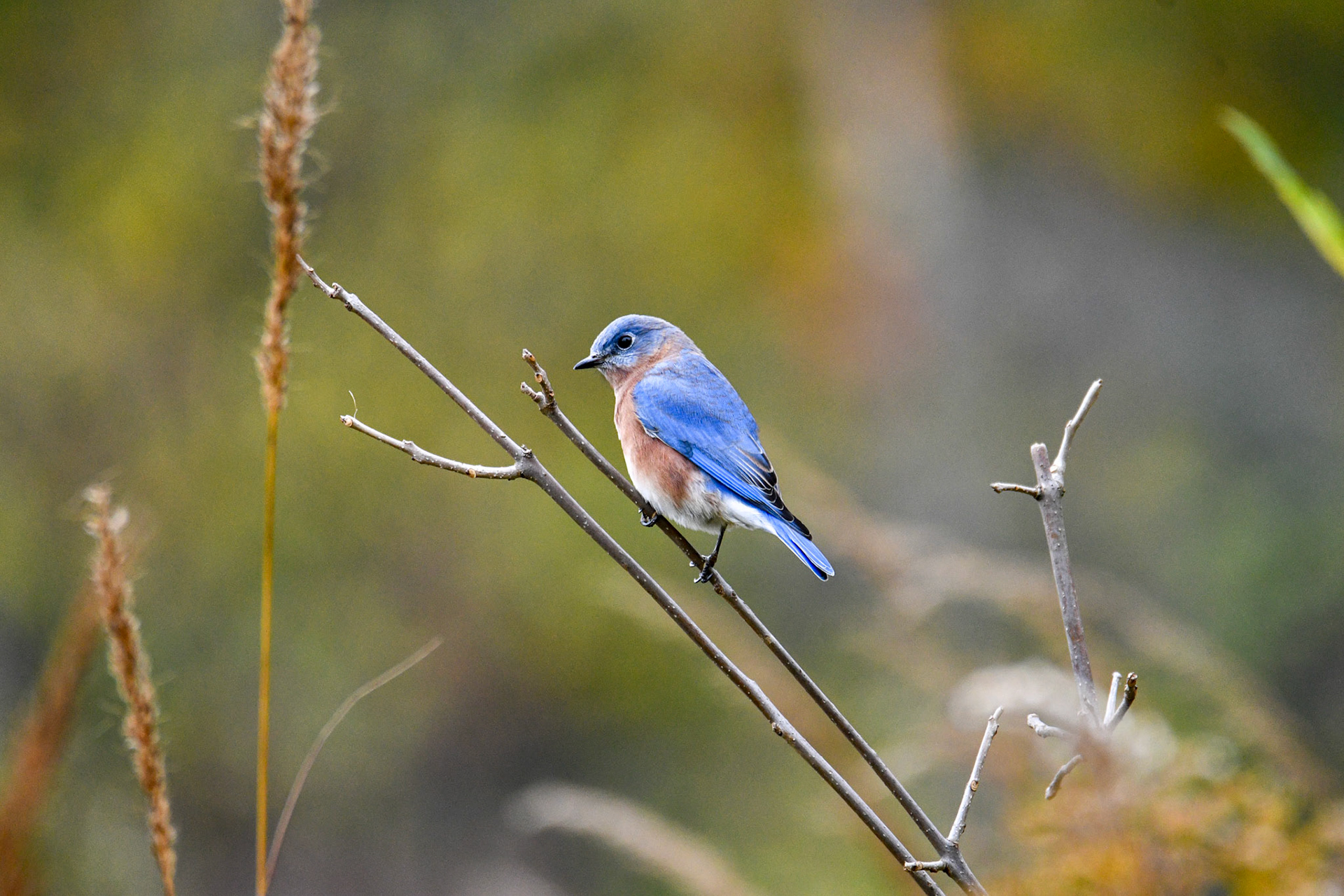 Eastern Bluebird