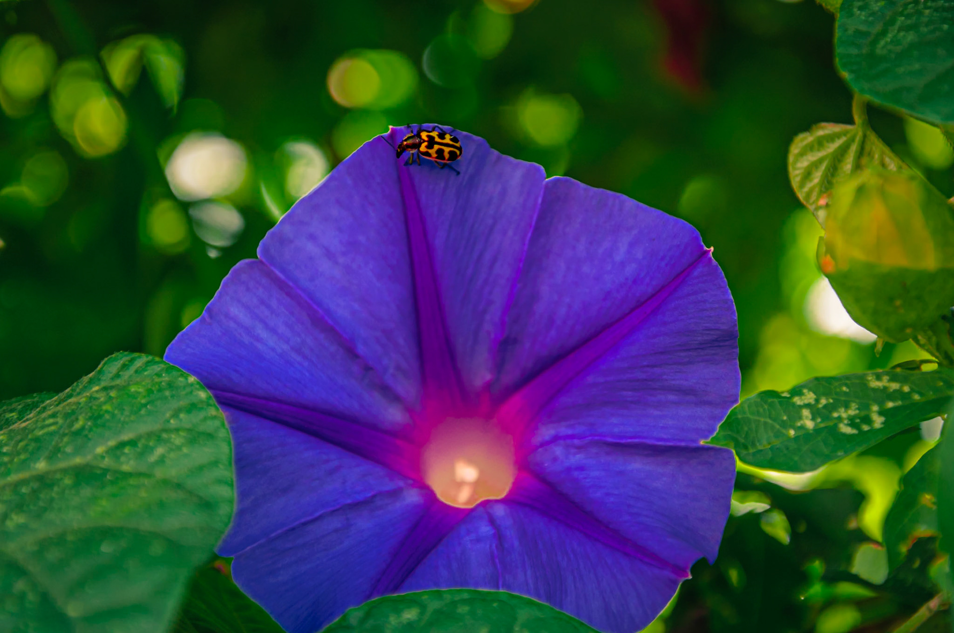 Paseando por la Flor