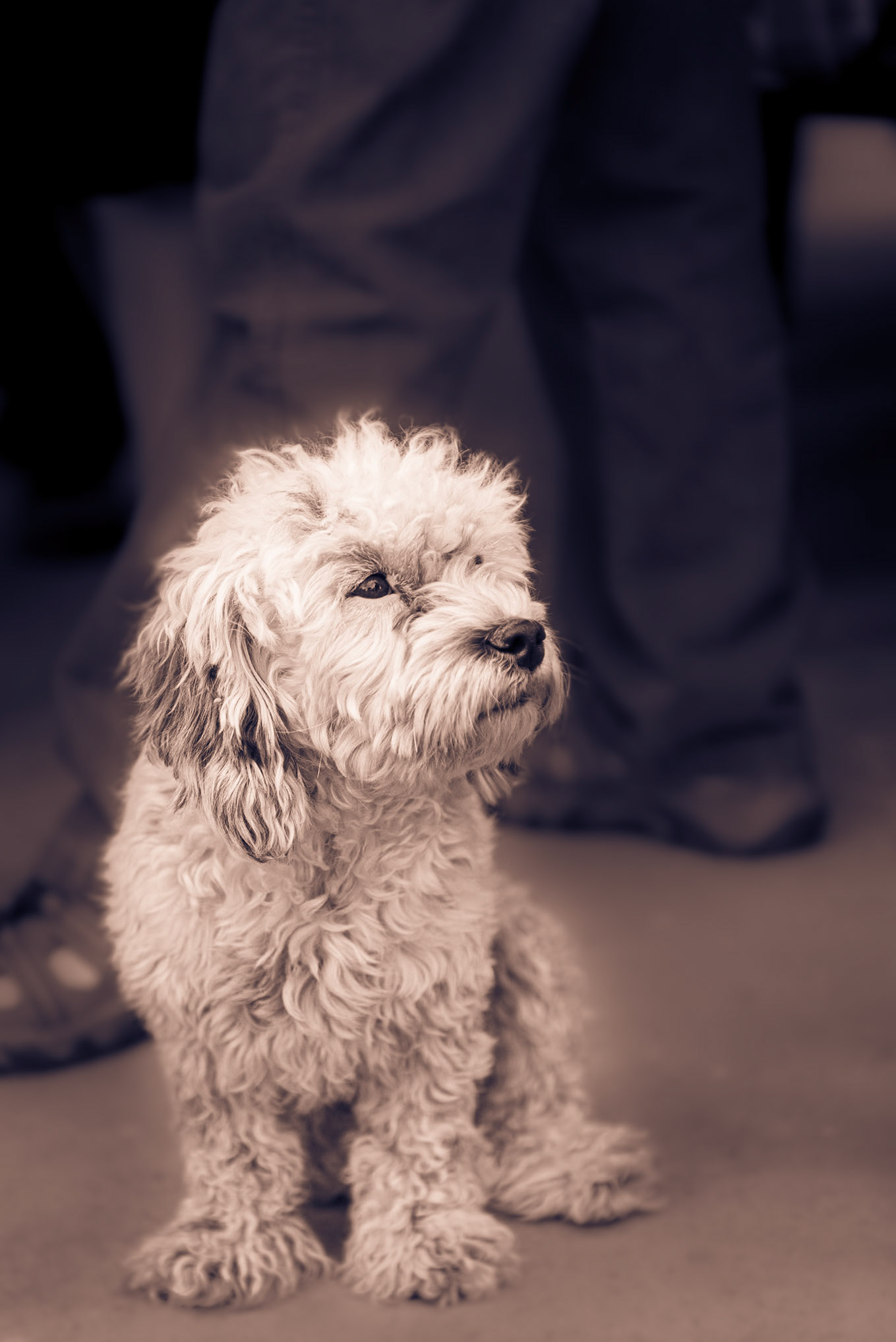 Perrito vagabundo  en un pueblito llamado Jague, en el camino a Laguna Brava. Vinchina, La Rioja, Argentina.Tramp puppy in a small village called Jagüe, on the road to Laguna Brava. Vinchina, La Rioja, Argentina.