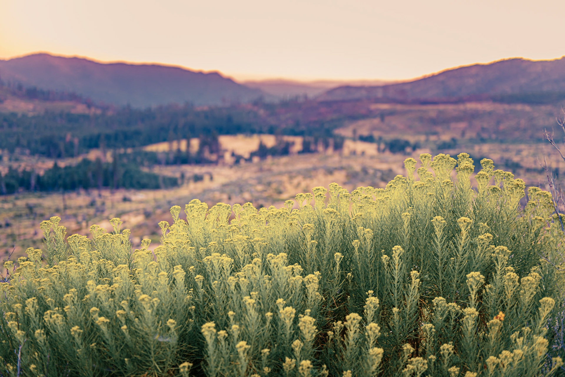 Wildflowers at the Yosemite National Park. California, US.
