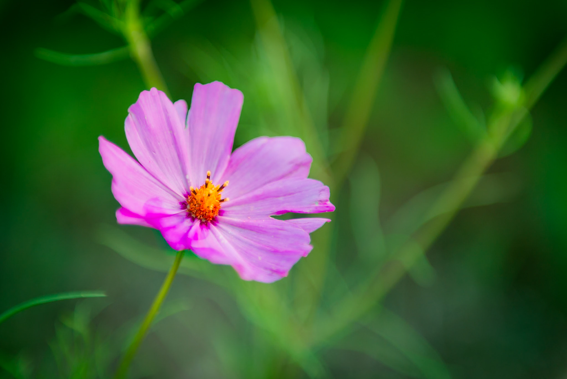 (ES) Flores silvestres en La Cumbrecita. Cordoba, Argentina.(EN) Wildflowers at La Cumbrecita. Cordoba, Argentina.