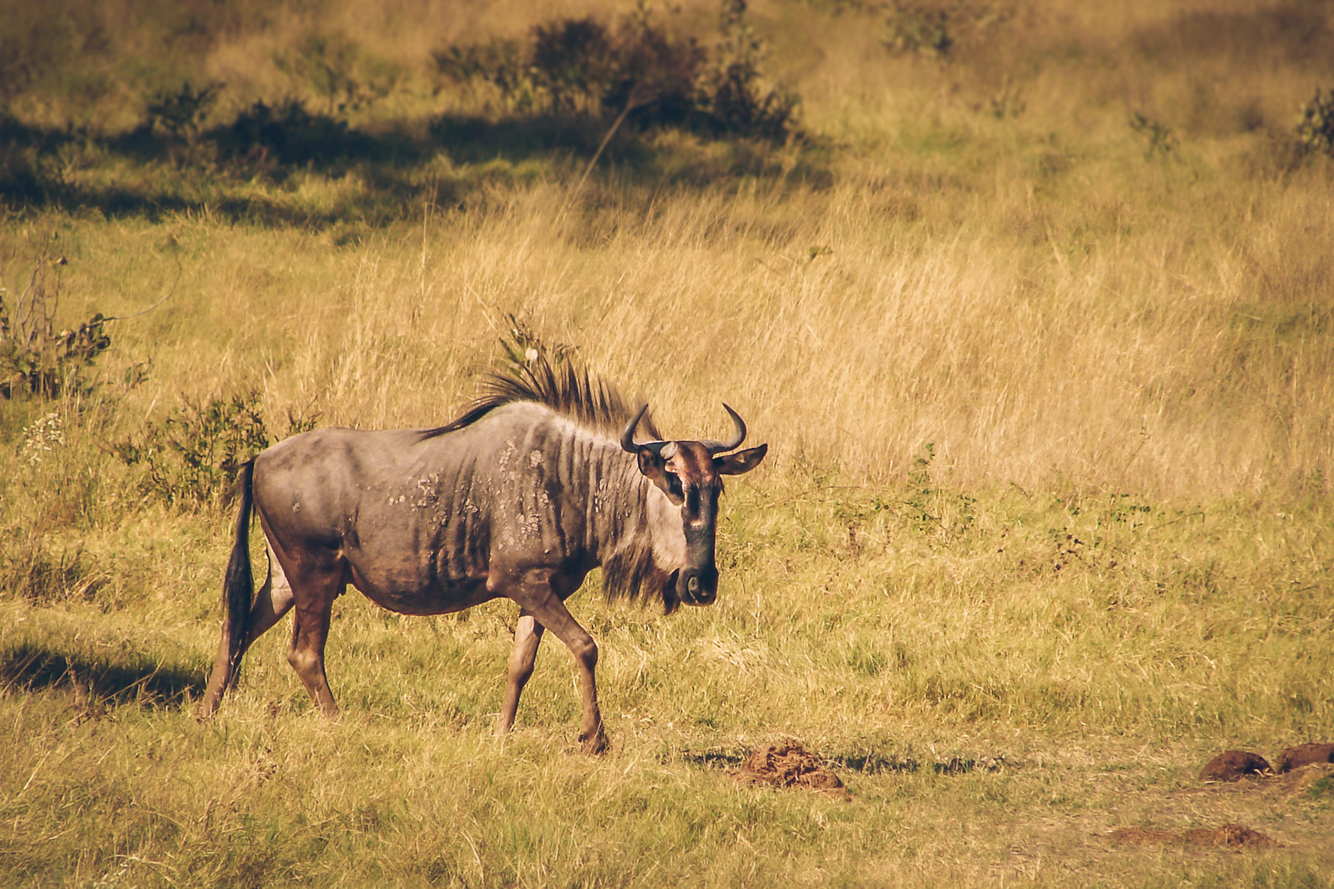 (EN) Wildebeest grazing at the Chobe National Park. Botswana, Africa.(ES) Ñu pastando en el Parque Nacional Chobe. Botswana, Africa.