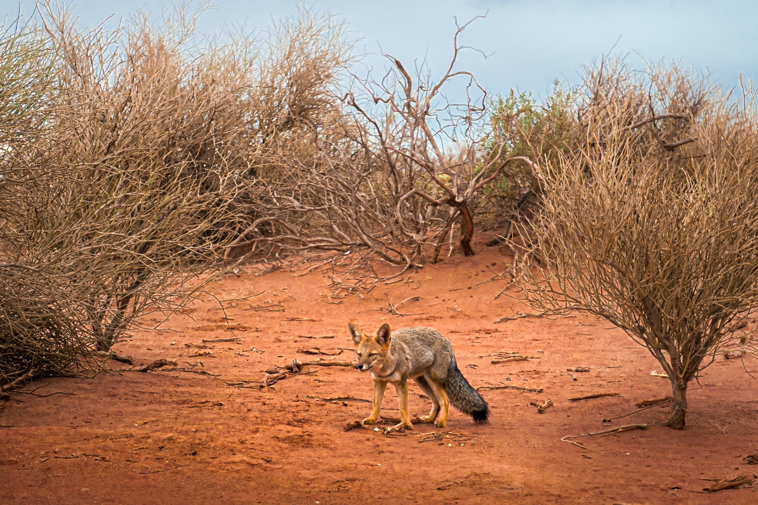 Zorrito Rojo