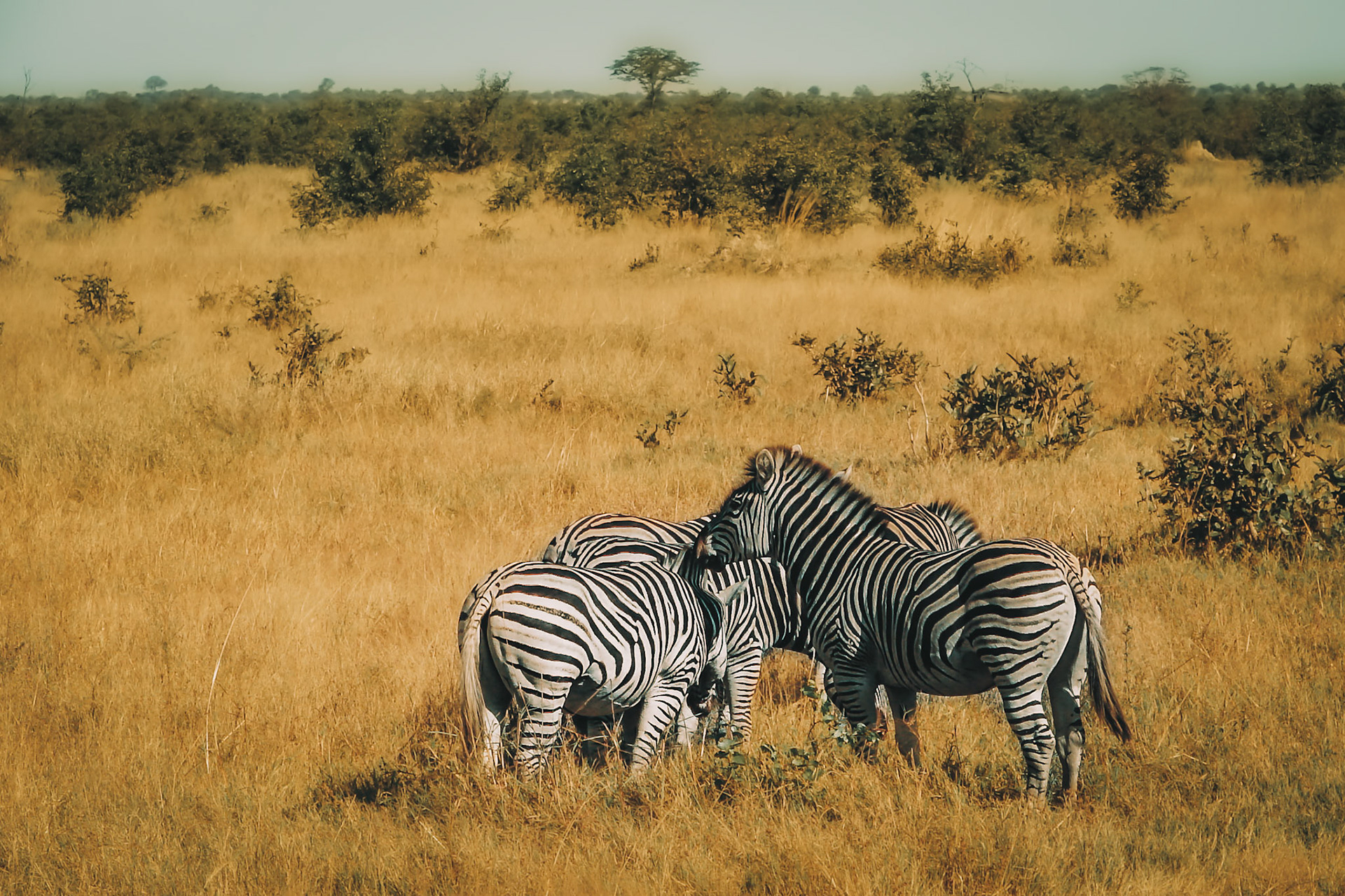 Zebras grazing at Chobe National Park. Botswana, Africa.(ES) Cebras pastando en el Parque Nacional Chobe. Botswana, Africa.