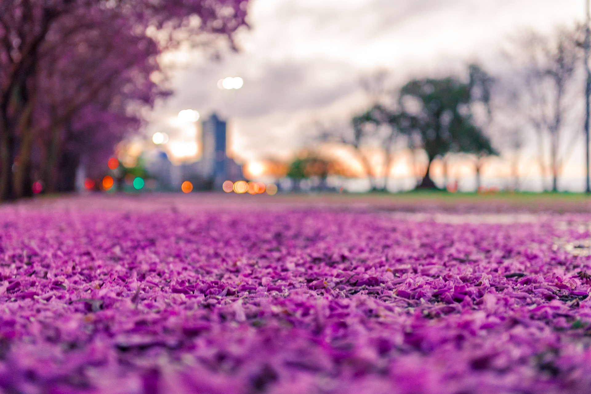 (ES) En primavera los lapachos visten de rosa la costanera de Rosario.(EN) At spring, the lapachos dress up Rosario of vivid pink.