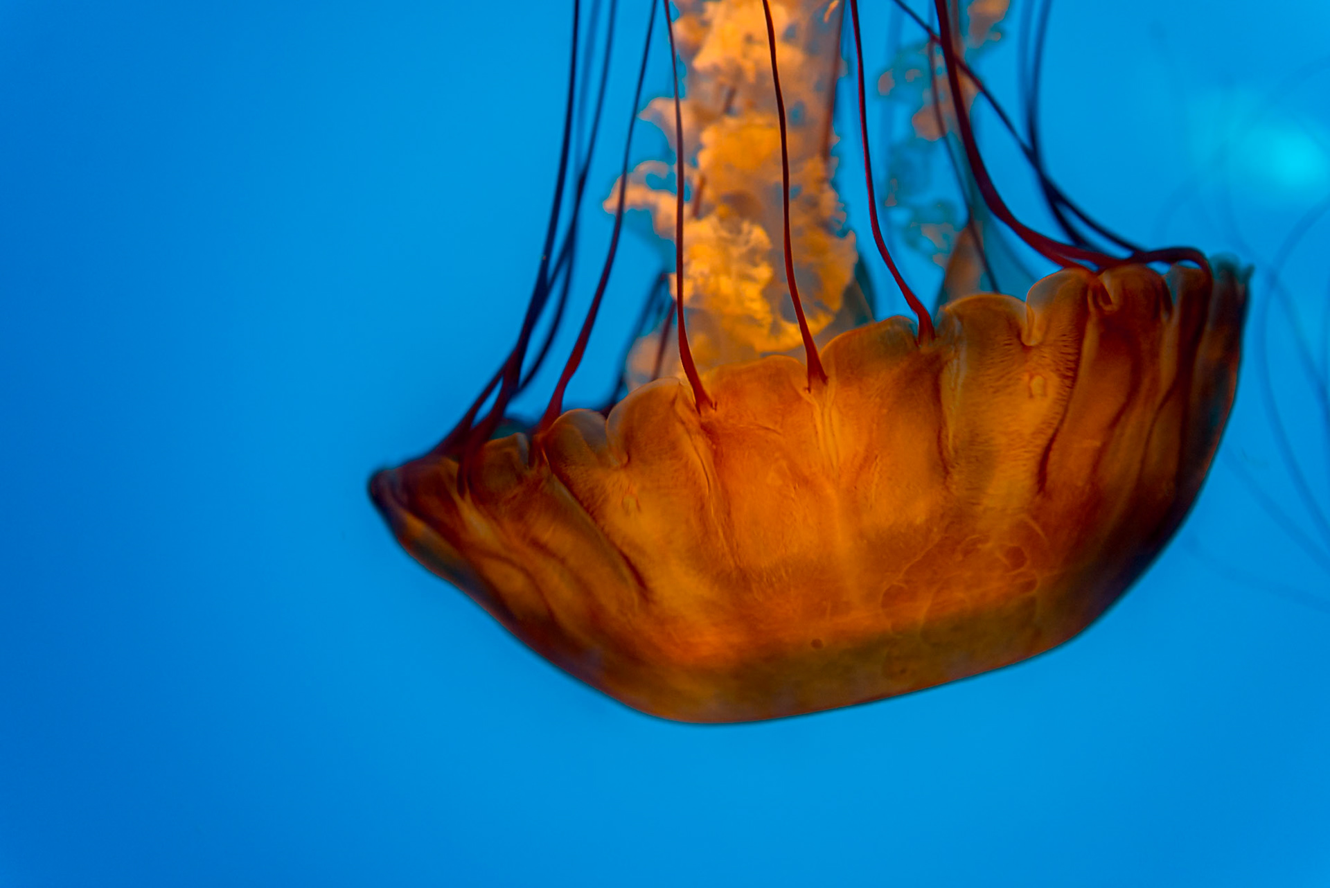 Pacific Sea Nettle at California Science Academy. San Francisco, USA.Medusa del Mar Pacífico en la Academia de Ciencia de California. San Francisco, Estados Unidos.
