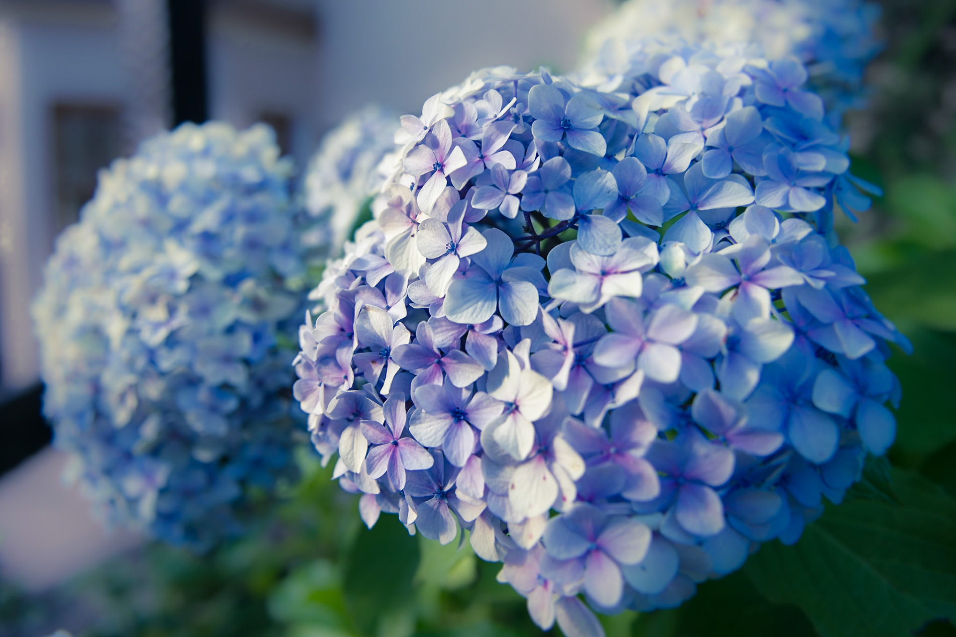 Hydrangea macrophylla, comunmente llamada hortensia, variante azul.