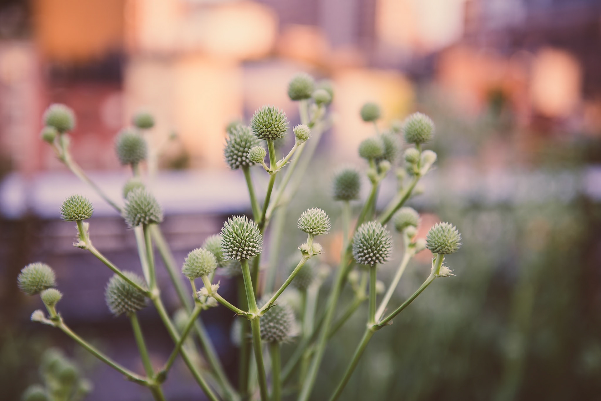 Field flowers at the New York High Line