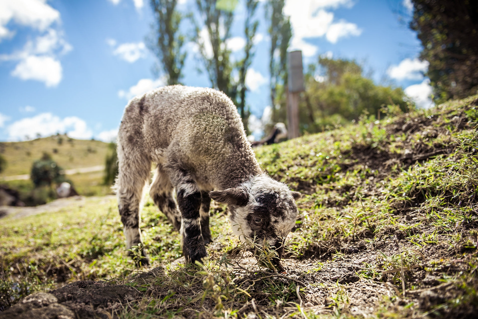 Chivo pastando en las sierras de Cordoba, Argentina. Goat grazing in the mountains of Cordoba, Argentina.