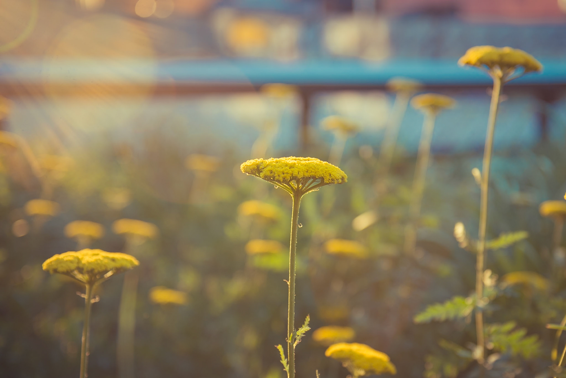 Flowers at the New York High Line. NYC, USA.Flores en el High Line de New York. NYC, Estados Unidos.