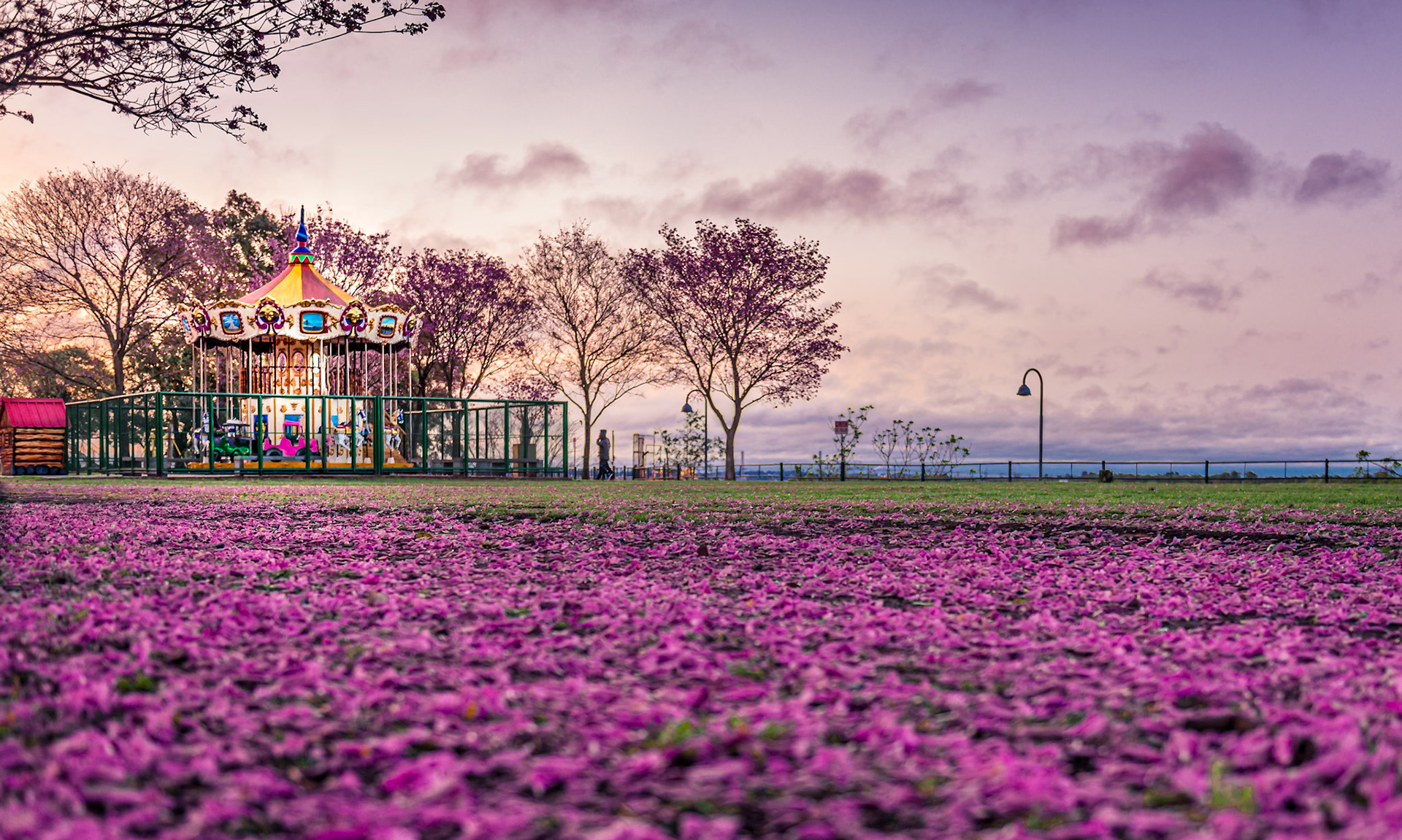 (ES) En primavera las flores de los lapachos visten de rosa la costanera de la ciudad. Rosario. Santa Fe, Argentina.
(EN) At spring, the lapachos' flowers dress up city's coast of vivid pink. Rosario. Santa Fe, Argentina.
