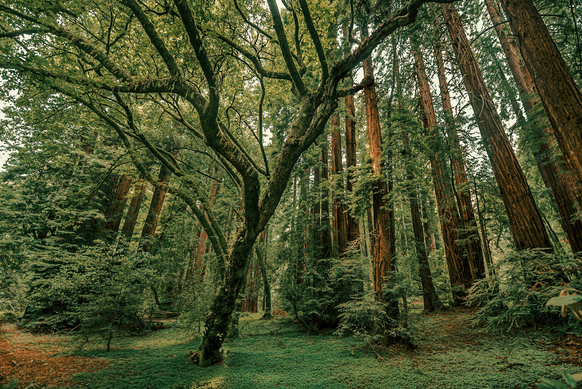 Sequoia Sempervirens (Coast redwood) at Muir Woods National Park. San Francisco, California. USA.