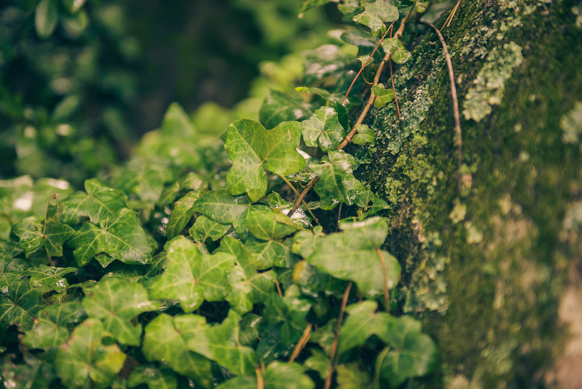 En La Cumbrecita, Córodoba, està plagado de estas plantas trepadotas comunmente llamada hiedra. El nombre científico es Hedera Helix. Es un género de la familia araliaceae con 15 especies de plantas perennes, leñosas y trepadoras.
