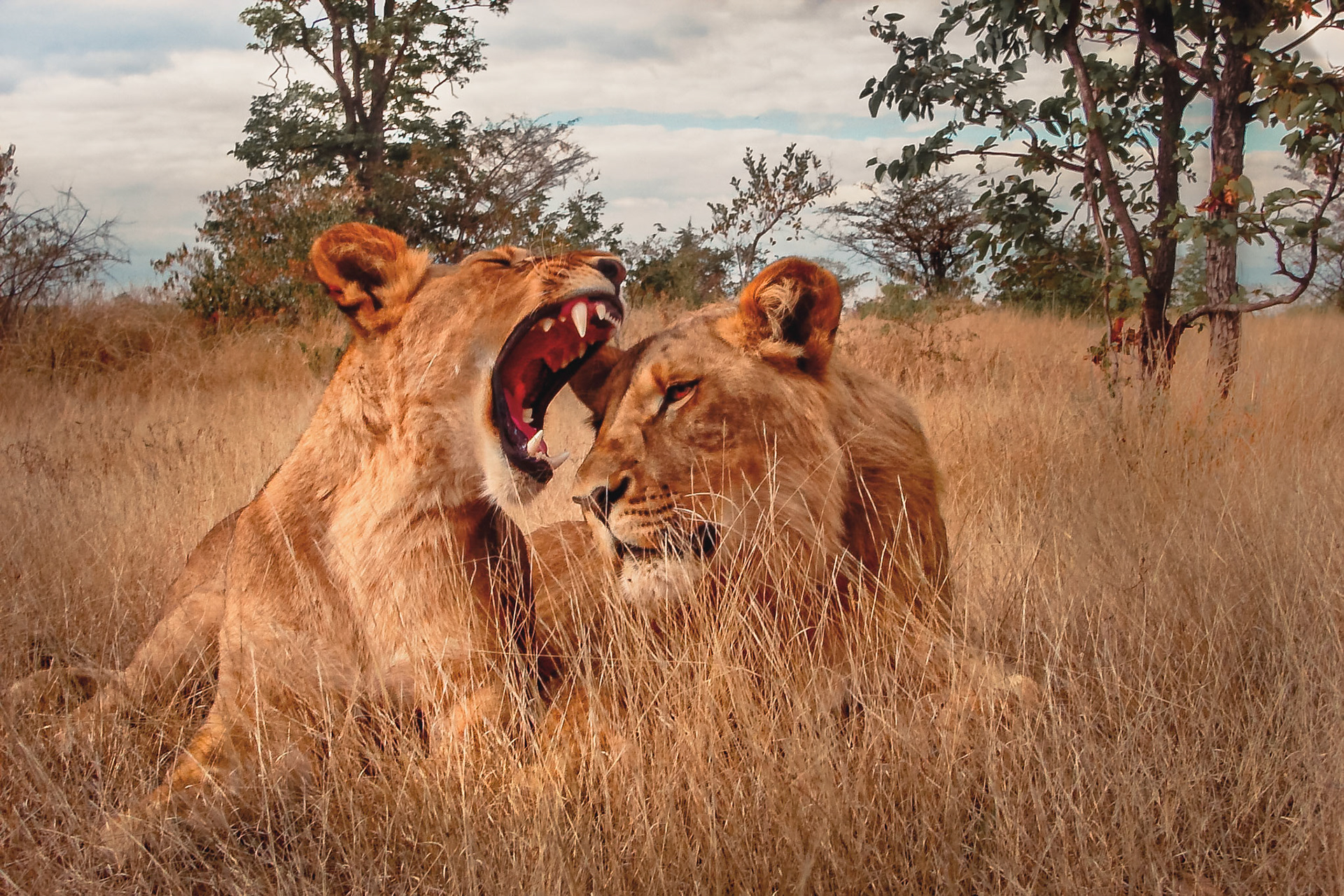 (ES) Pareja de leones cachorros en la sabana africana. Victoria Falls, Zimbabwe.(EN) Couple of lion cubs at African sabana. Victoria Falls, Zimbabwe.