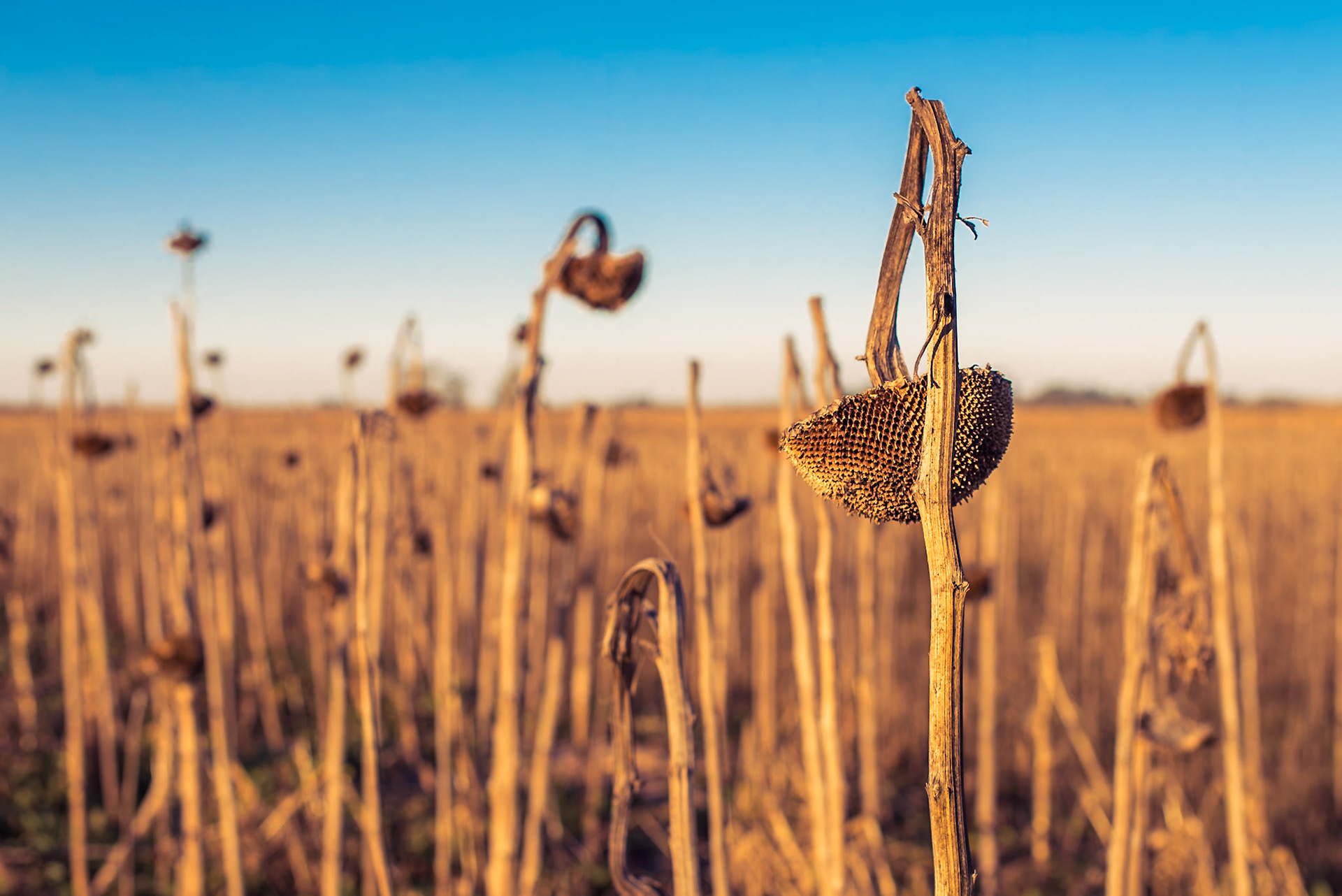 (ES) Campo de girasoles secos. Casilda, Argentina.
(EN) Field of dead sunflowers. Casilda, Argentina.