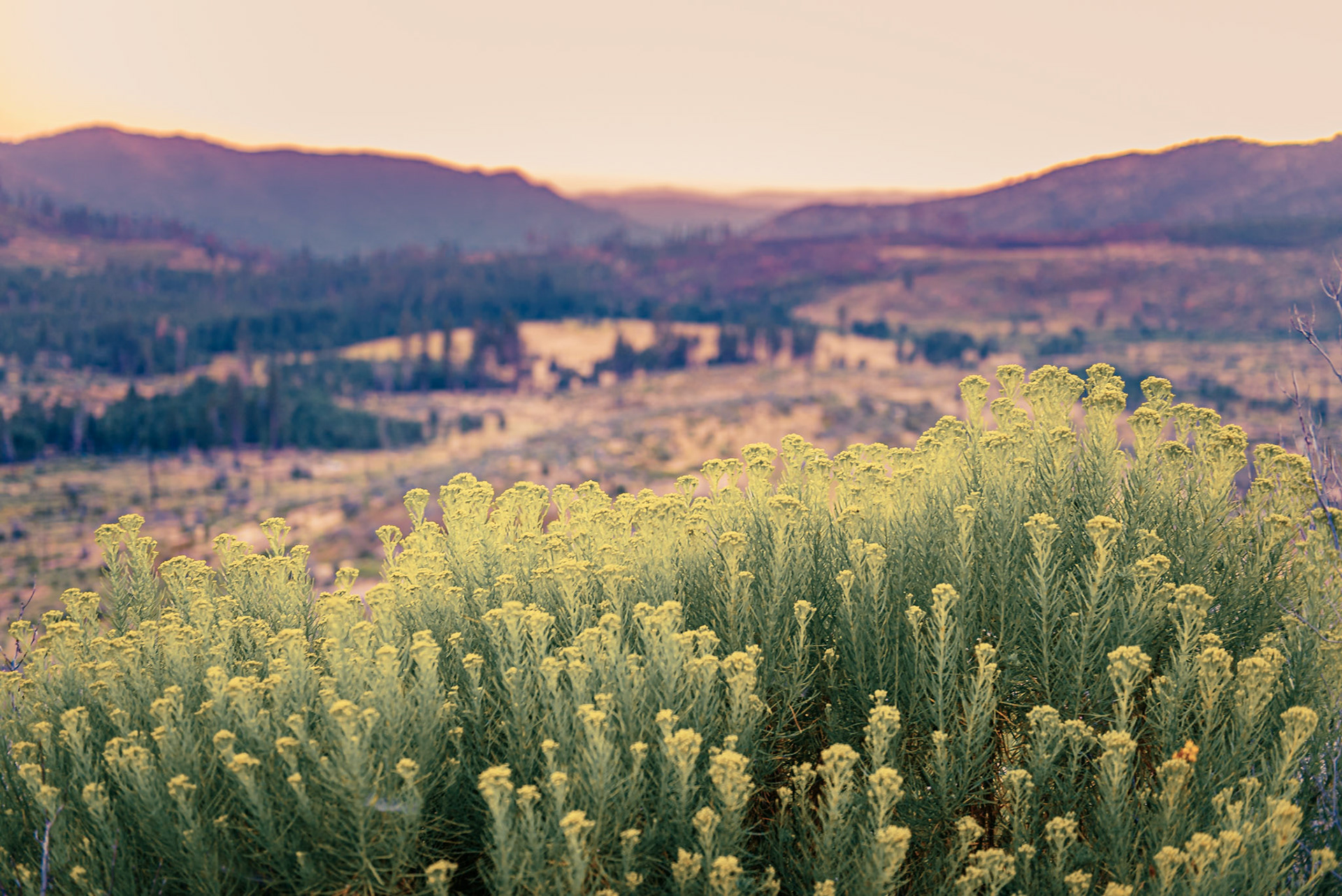 Wildflowers at the Yosemite National Park. California, US.